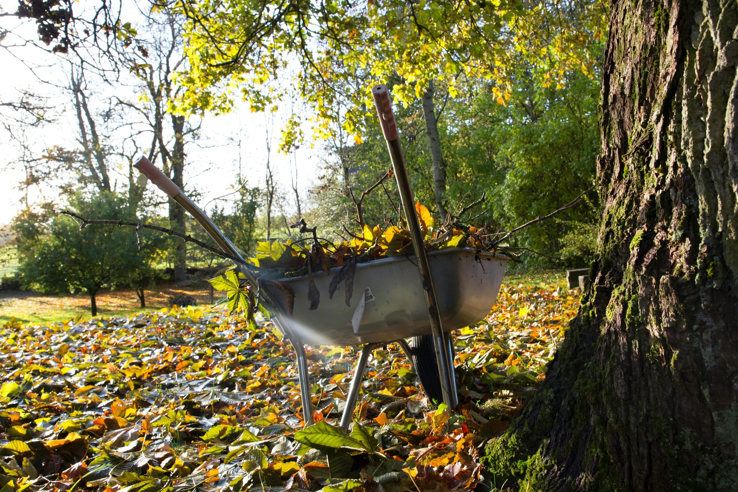 A wheelbarrow full of leaves sits next to a tree