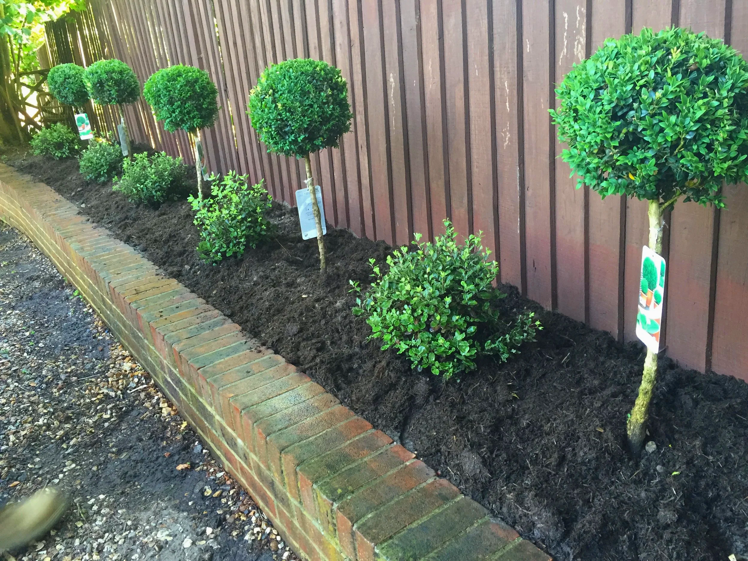 Newly planted row of trees and shrubs in a raised garden border