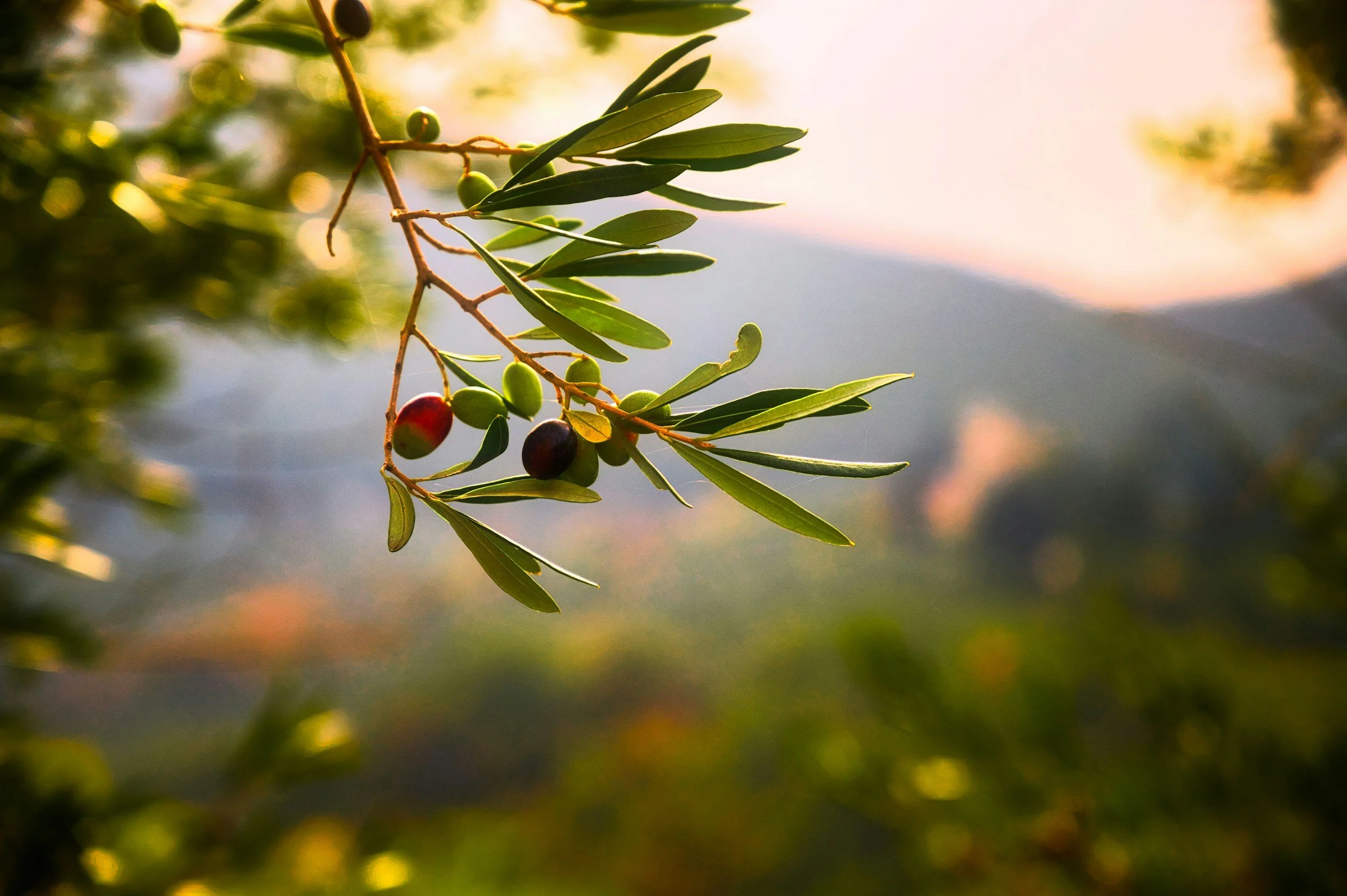 Close-up of an olive tree branch with green and black olives and elongated green leaves, with a blurred background of sunlight and sky.