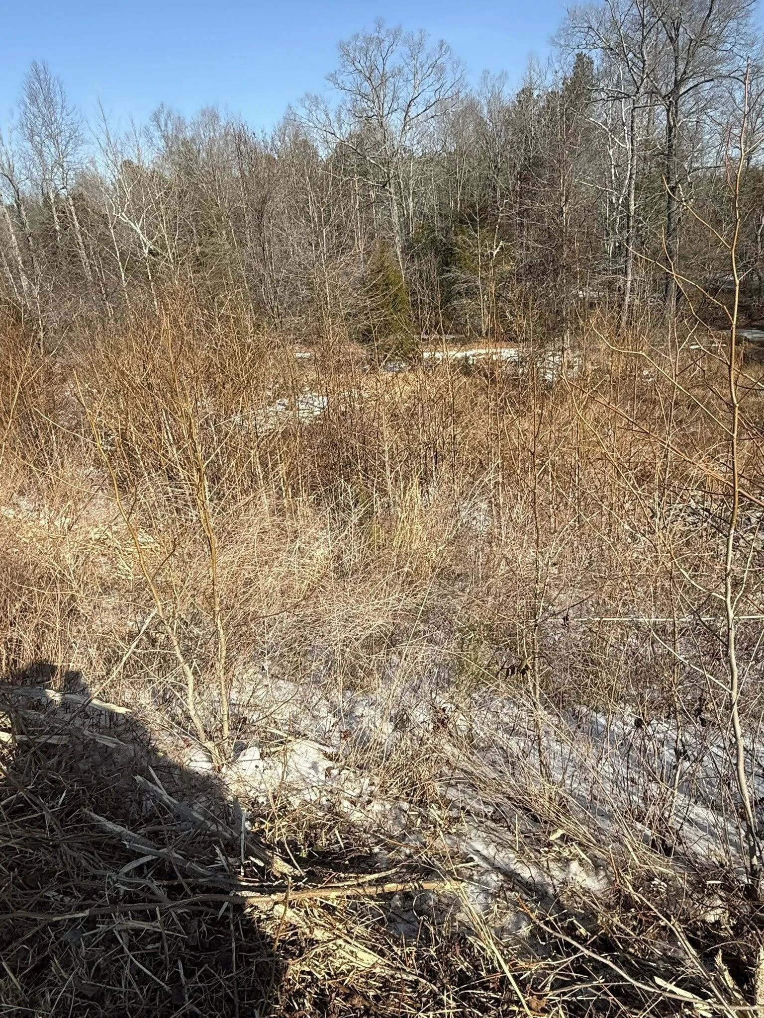 Raw Land with shubbery