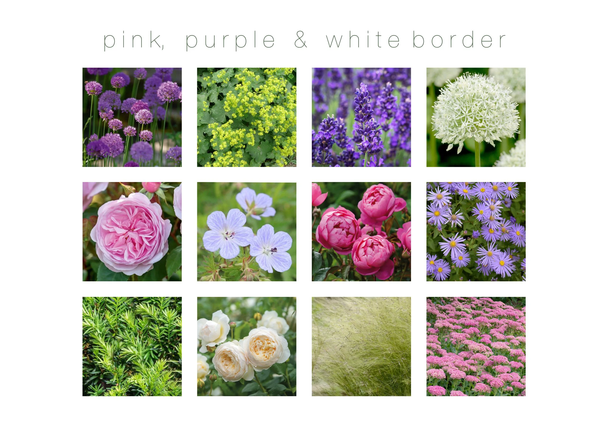 Ruth-Taylor-Garden-Design-Pink-Purple-White-Planting-Scheme.jpg