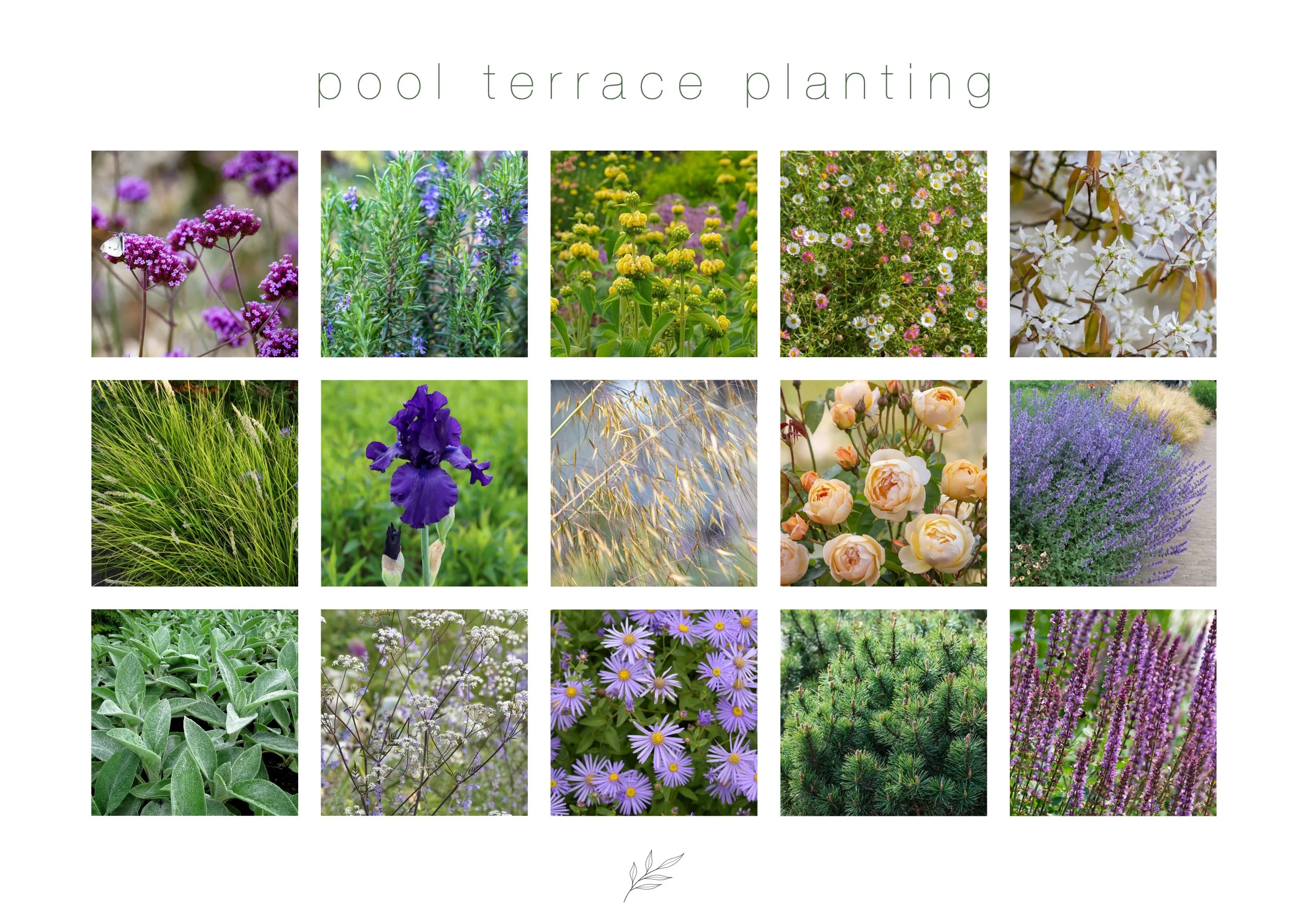 Westbrook-House-Pool-Terrace-Planting-Mood-Board.jpg