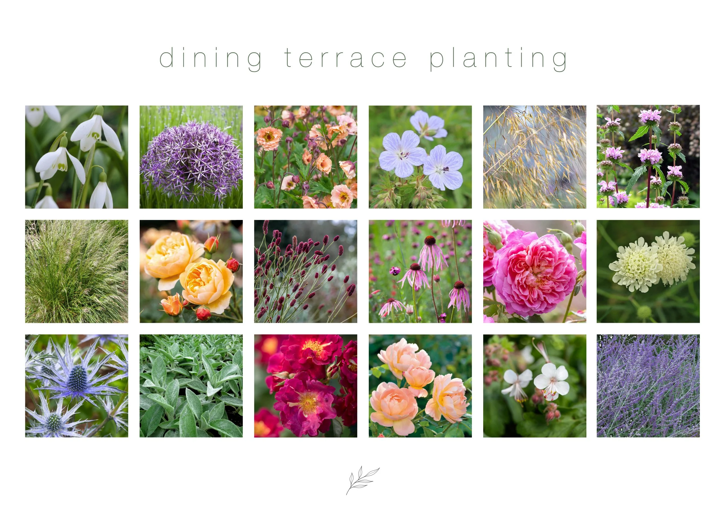 Westbrook House Dining Terrace Planting.jpg