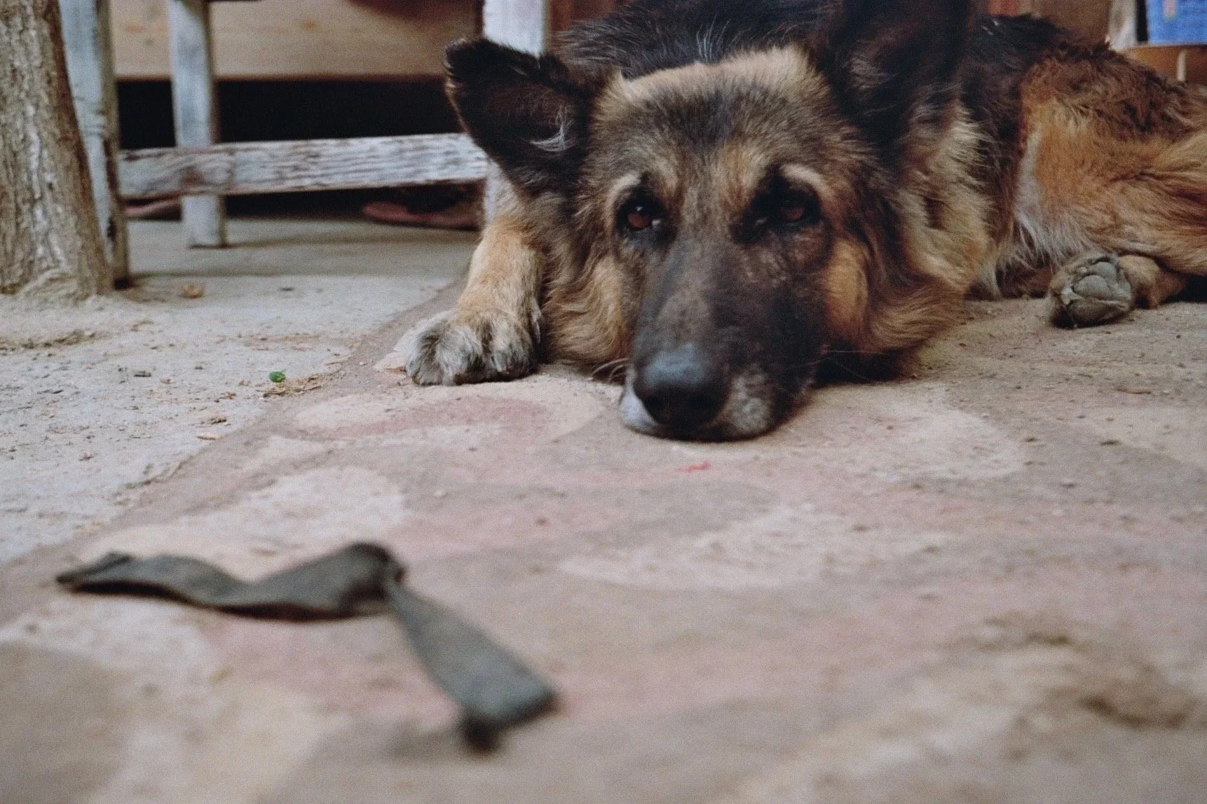 A dog lying on the ground with a depressed expression, resting its head on the concrete surface, with a blurred object in the foreground.