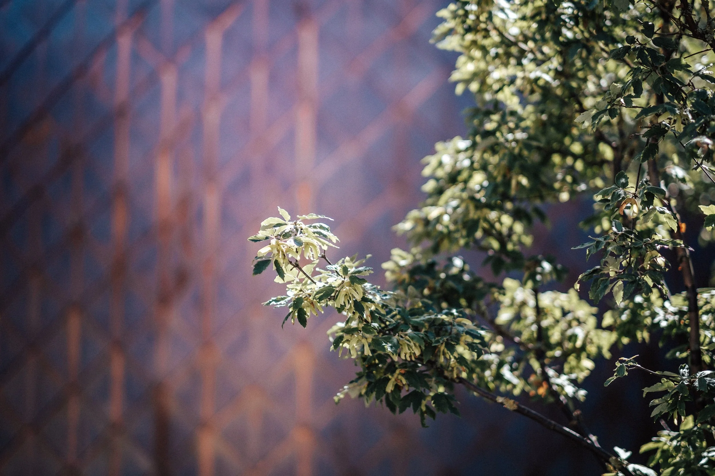 Nahaufnahme eines grünen Strauchs mit kleinen Blättern und Blüten vor einem Gitternetz im Hintergrund, Sonnenlicht beleuchtet die Blätter.