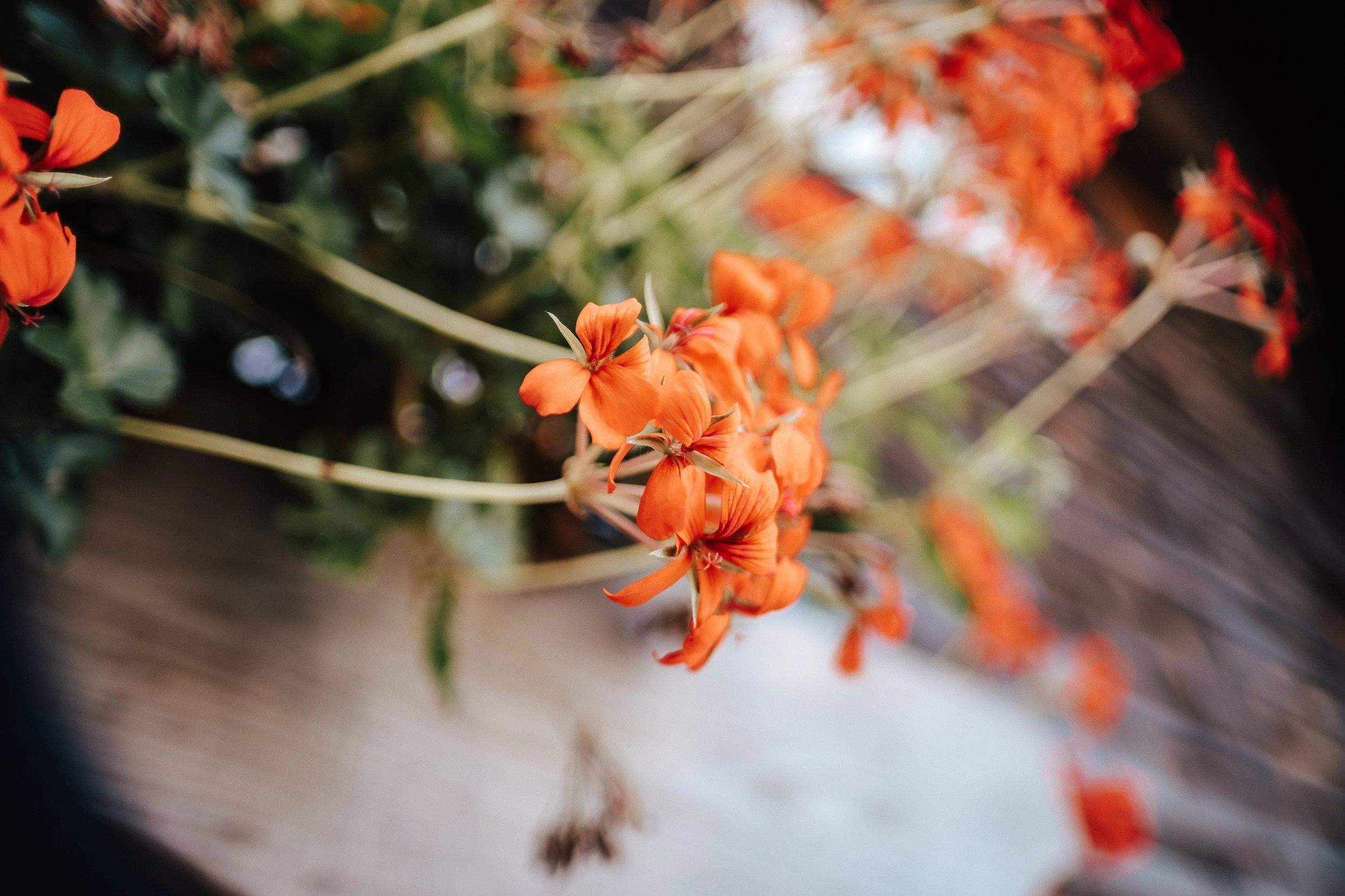 Nahaufnahme von orangefarbigen Blumen vor dunklem und hellem Hintergrund