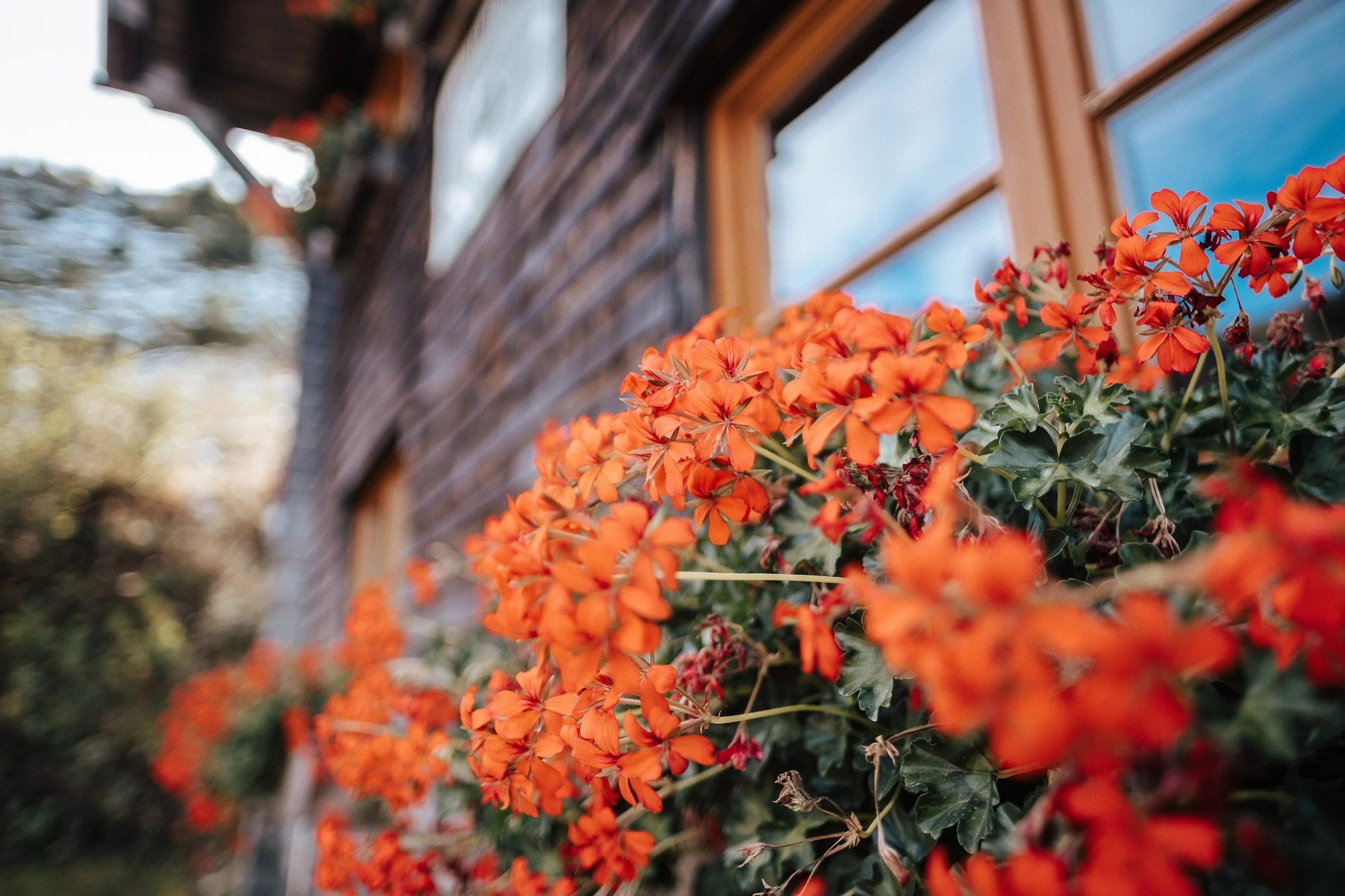 Blick auf orangefarbene Blumen vor einem sanften Gebäude mit Holzfassade und Blenden. Das Bild ist unscharf im Hintergrund, Fokus auf die Blumen im Vordergrund.