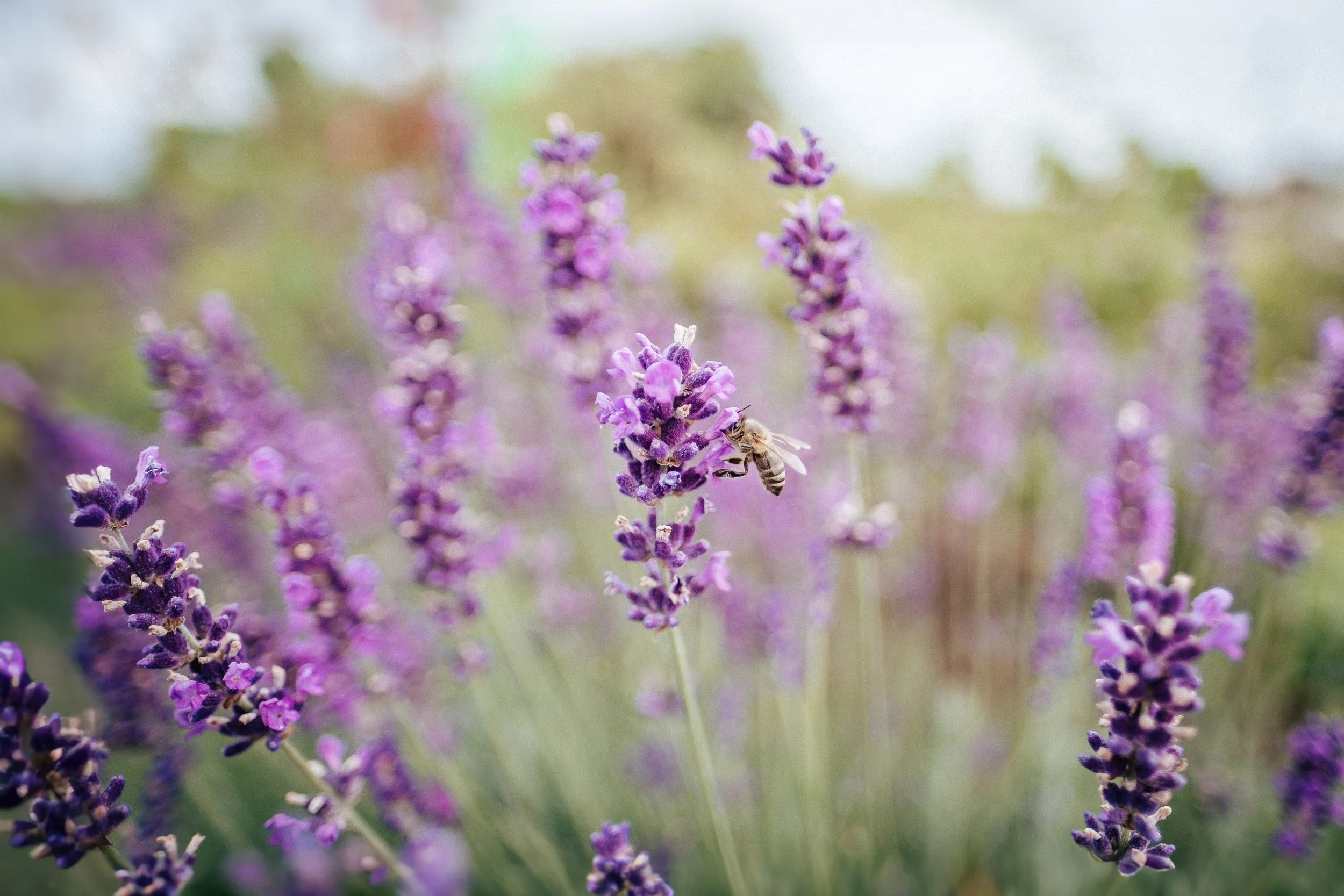Biene sammelt Nektar an lavendelfarbenen Blumen in einem Garten