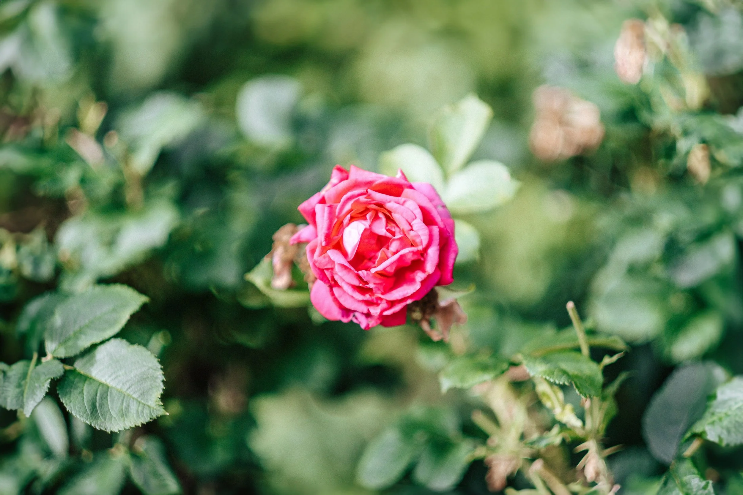 Eine pinkfarbene Rose inmitten grüner Blätter.