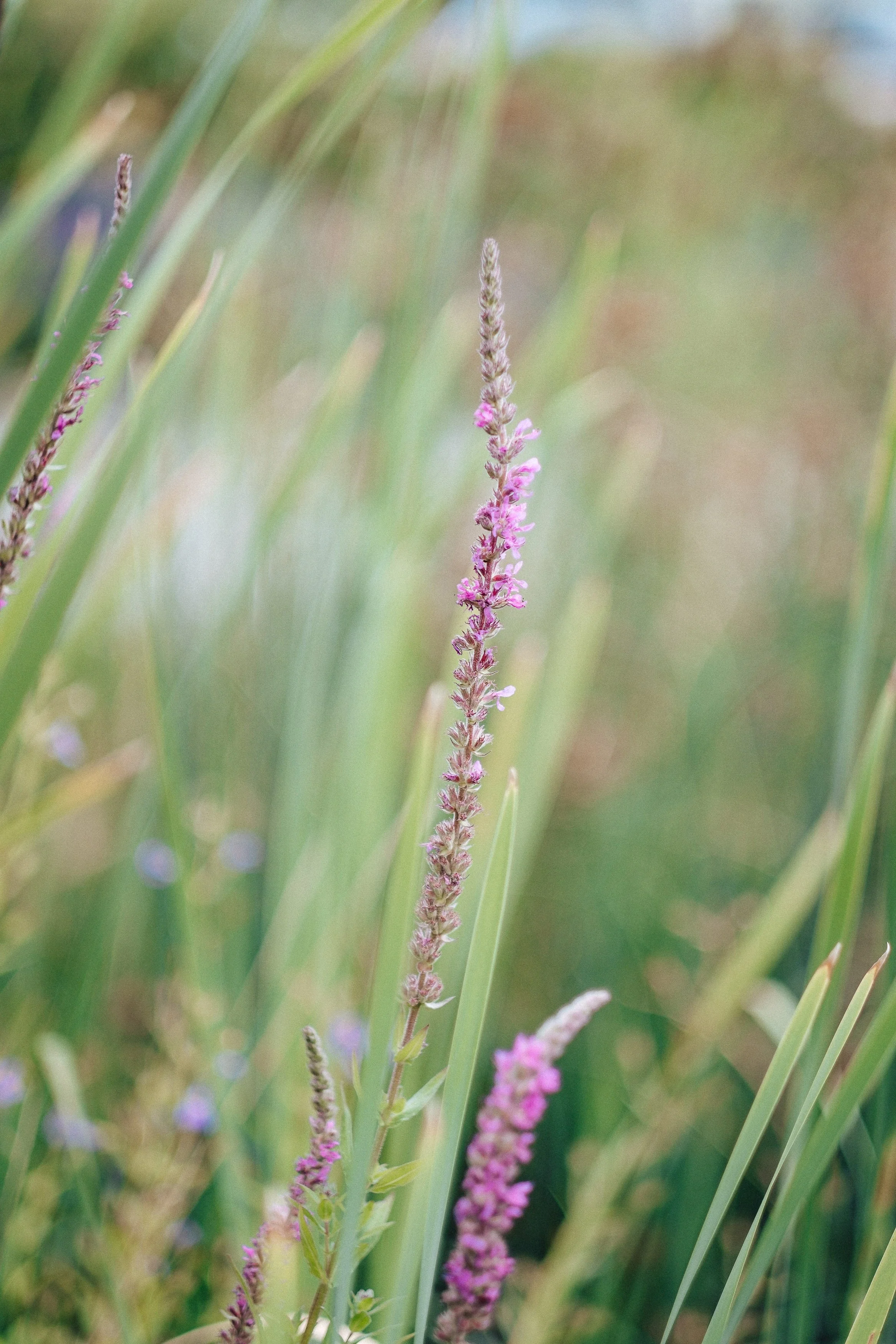 Brennnessel mit pinken Blüten in einem natürlichen Umfeld.