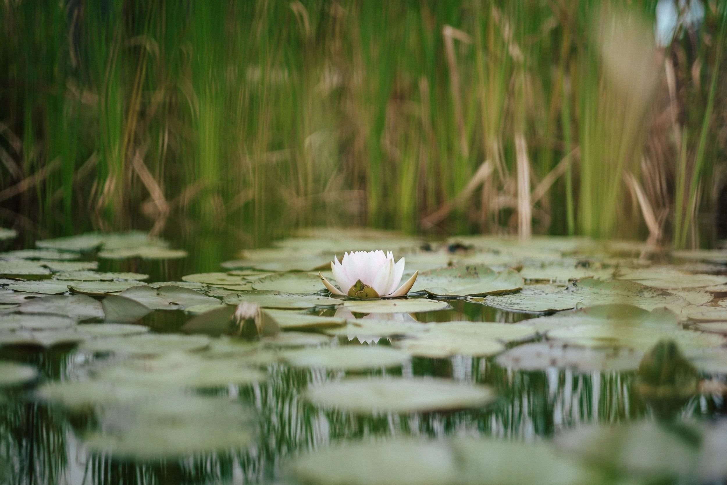 Eine weiße Seerose mit grünen Blättern, schwimmend auf einem Teich, mit Wasserpflanzen im Hintergrund.
