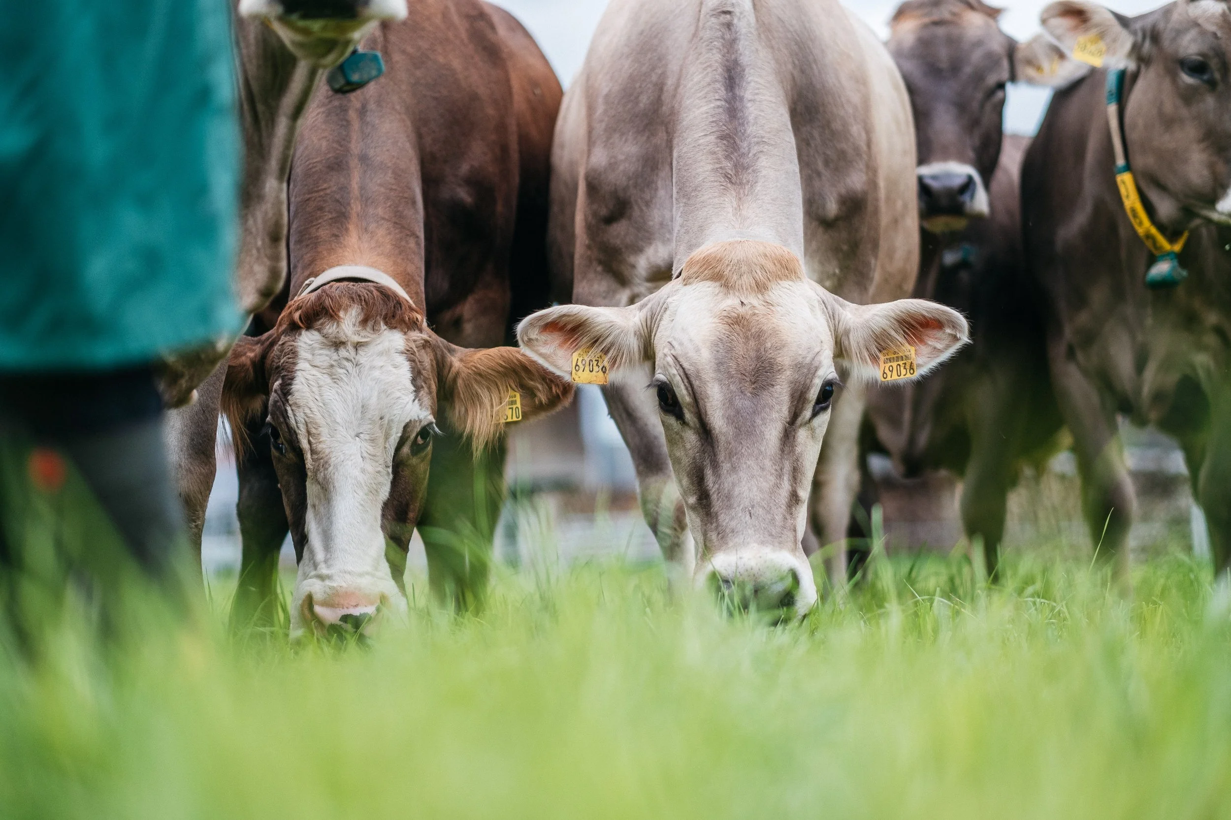 Rinder, die auf einer grünen Weide grasen, mit Fokus auf zwei junge Rinder in der Mitte des Bildes.