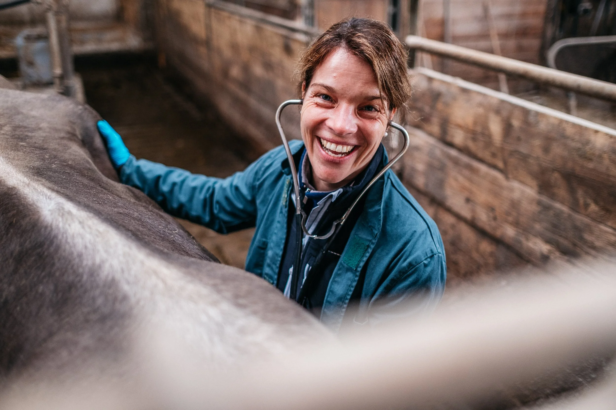 Frau in blauer Jacke mit Stethoskop lächelnd beim Tierarztbesuch im Kuhstall.