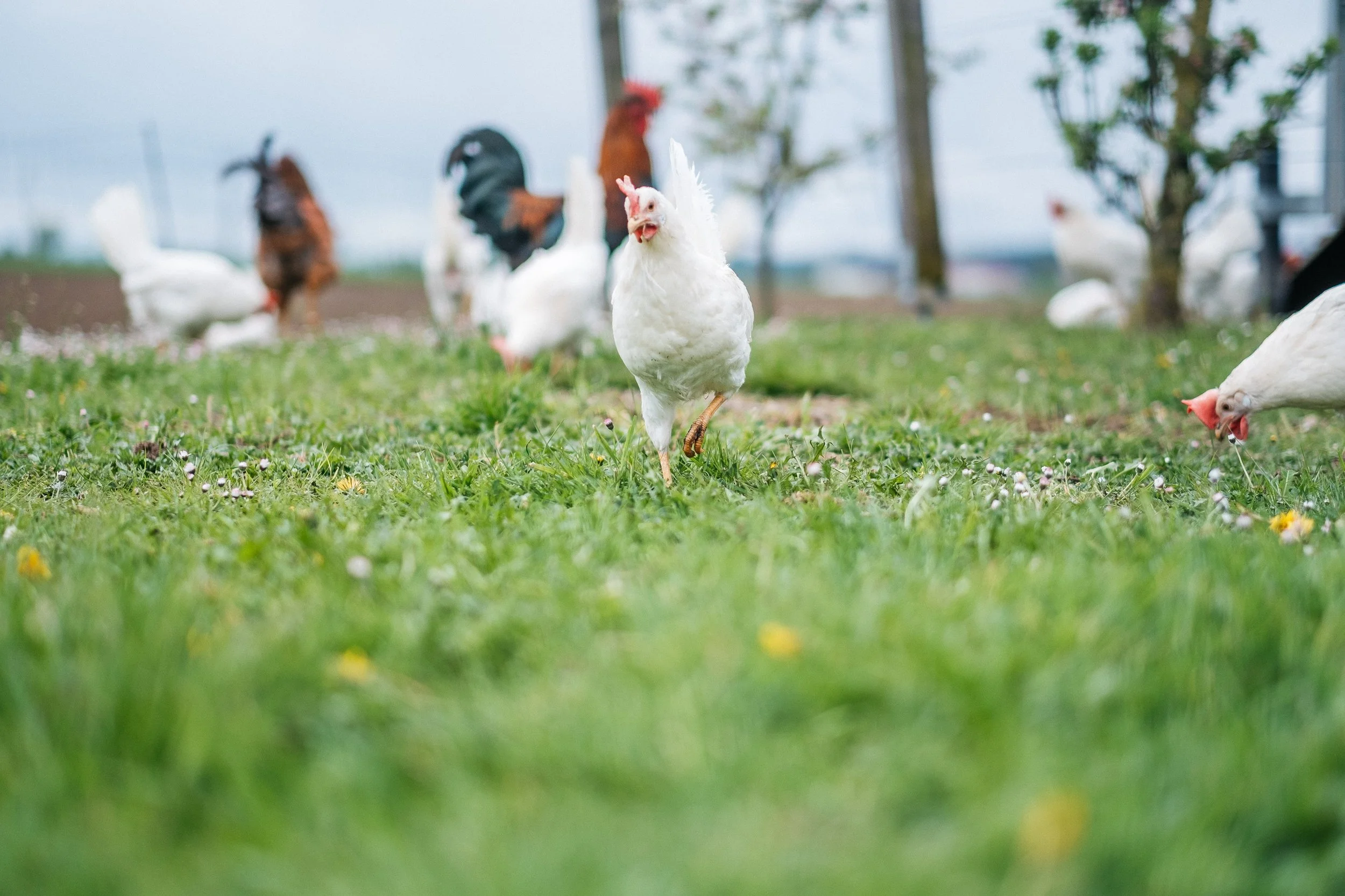 Hühner laufen auf einem grünen Feld zwischen Bäumen, einige picken am Boden, andere laufen frei herum.