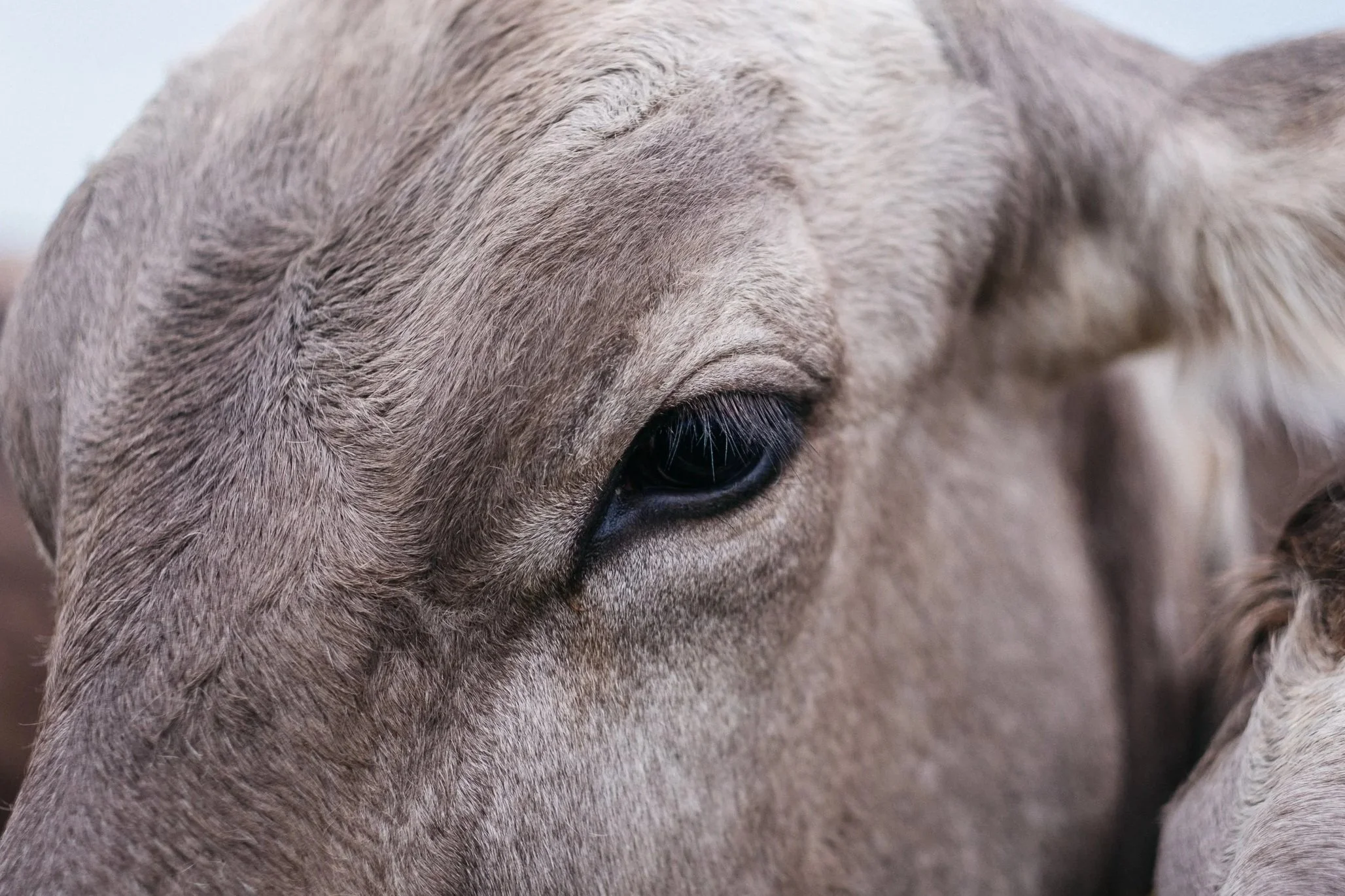 Nahaufnahme eines braunen Hundes, Fokus auf das Auge.