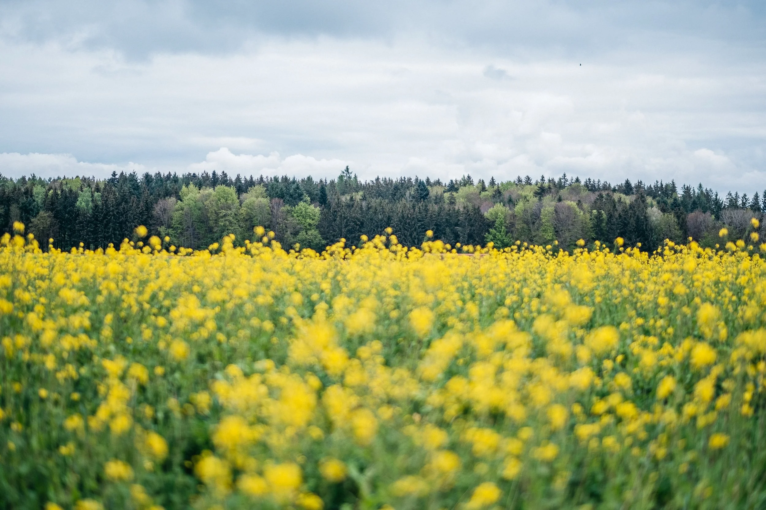 Ein Feld mit gelben Blumen vor einem Baumbestand unter einem bewölkten Himmel.
