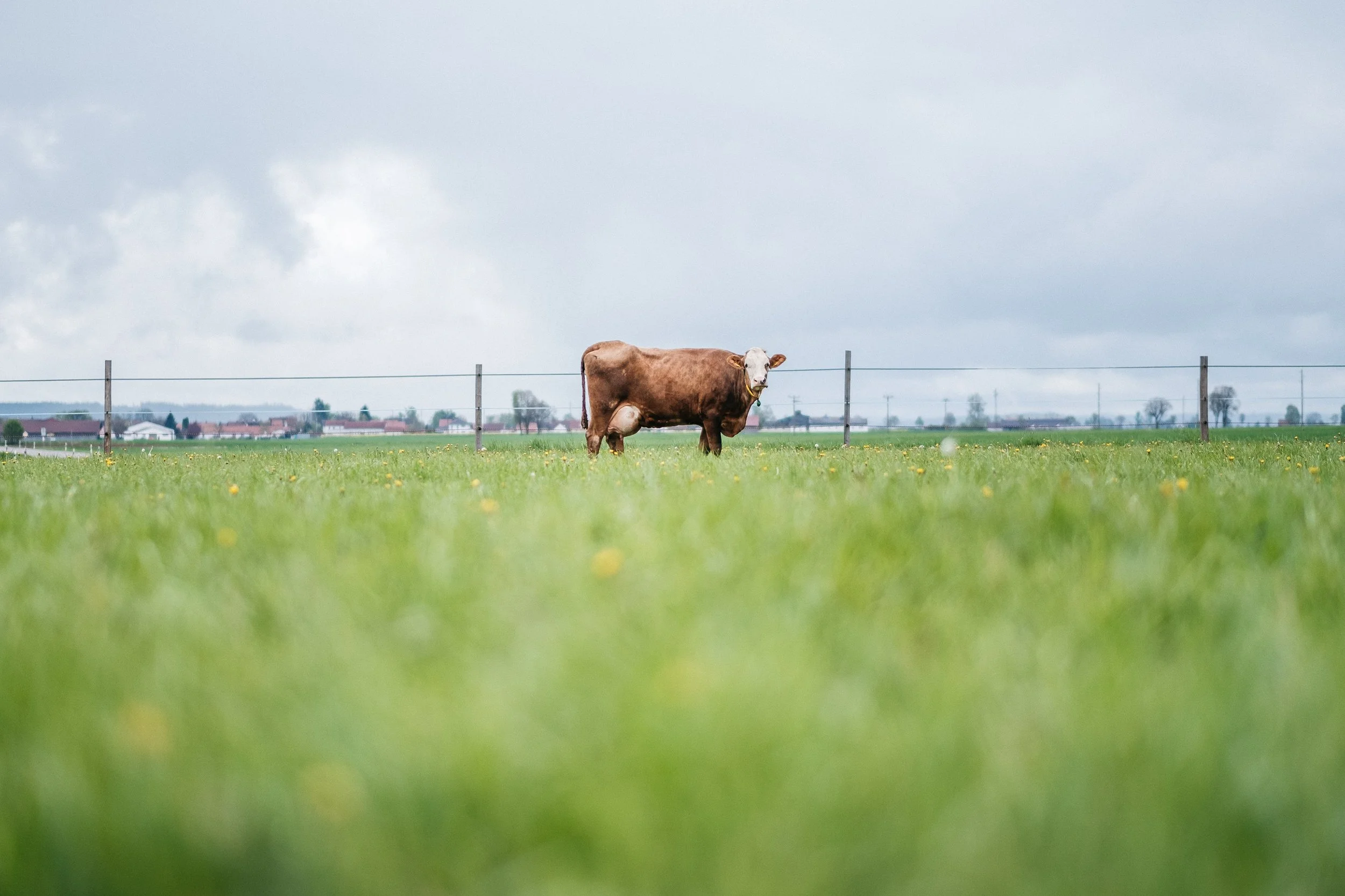 Ein einzelner brauner Kuh steht auf einer grünen Weide vor einem Zaun, mit Häusern und Bäumen im Hintergrund und einem bewölkten Himmel.