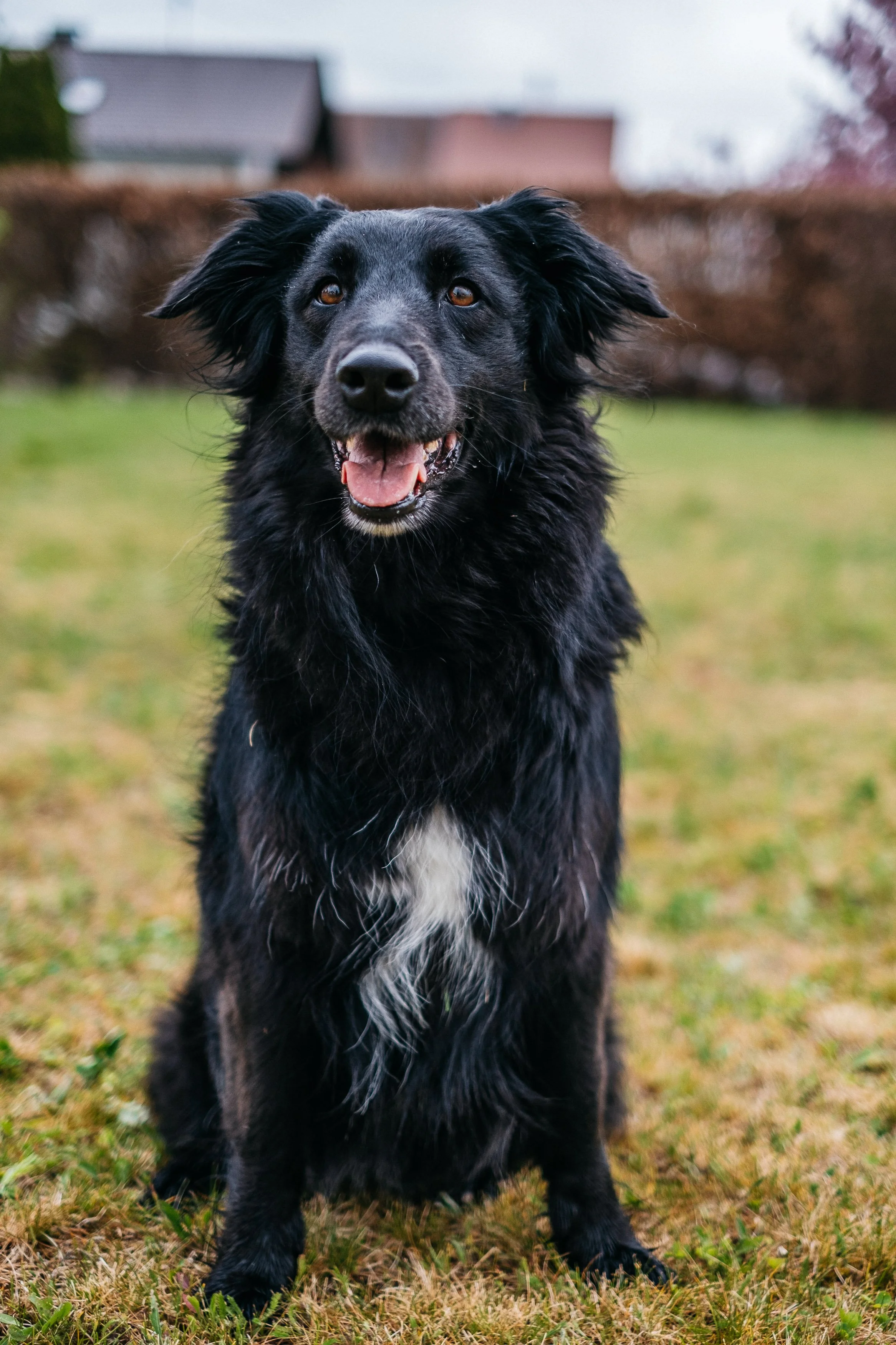 Ein schwarzer Hund mit weißer Brust sitzt auf einer Wiese im Freien, lächelt mit offenem Mund, im Hintergrund sind Häuser und Bäume sichtbar.