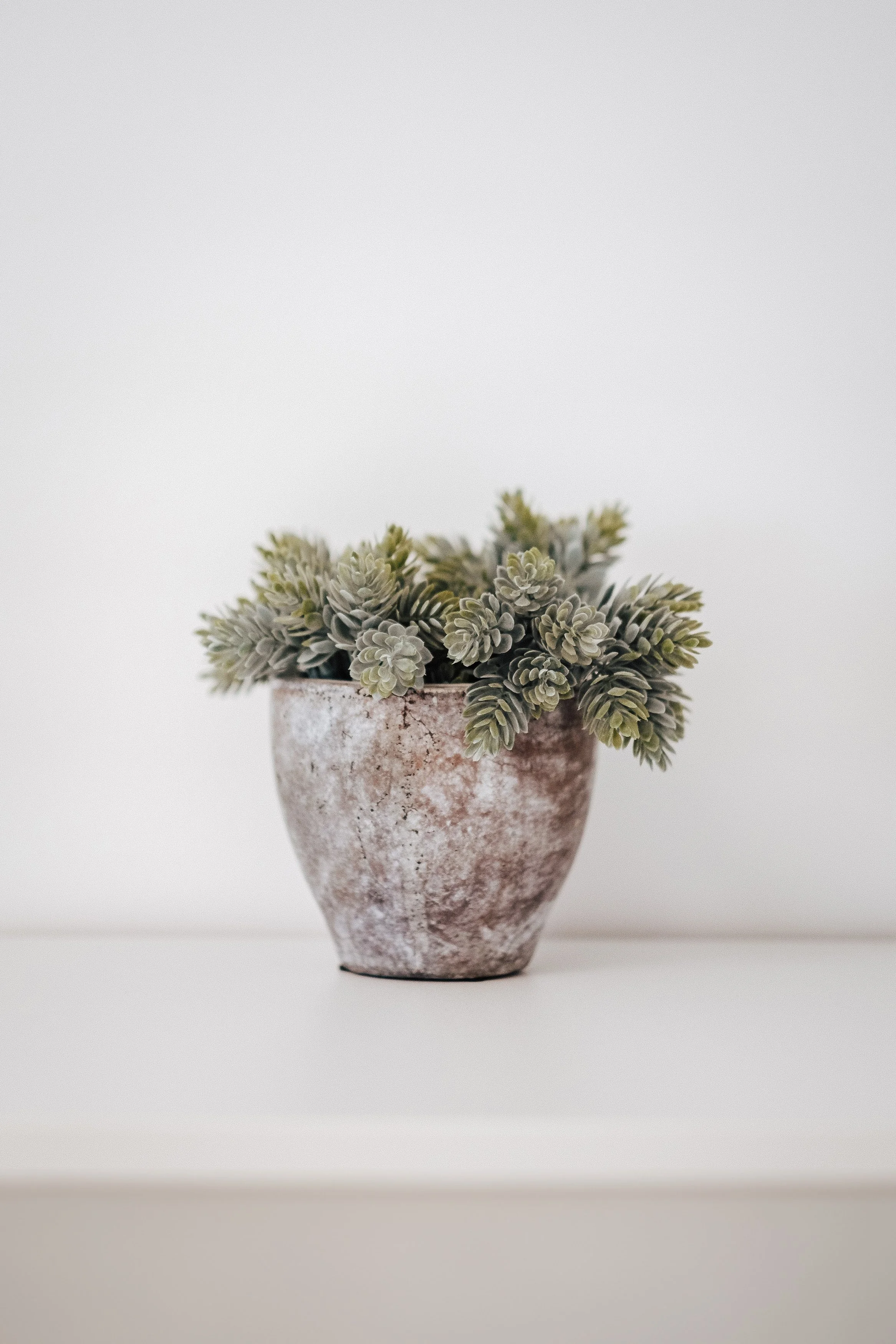 Grüner Sukkulenten in einem rustikalen, grob verzierten Tonkrug.