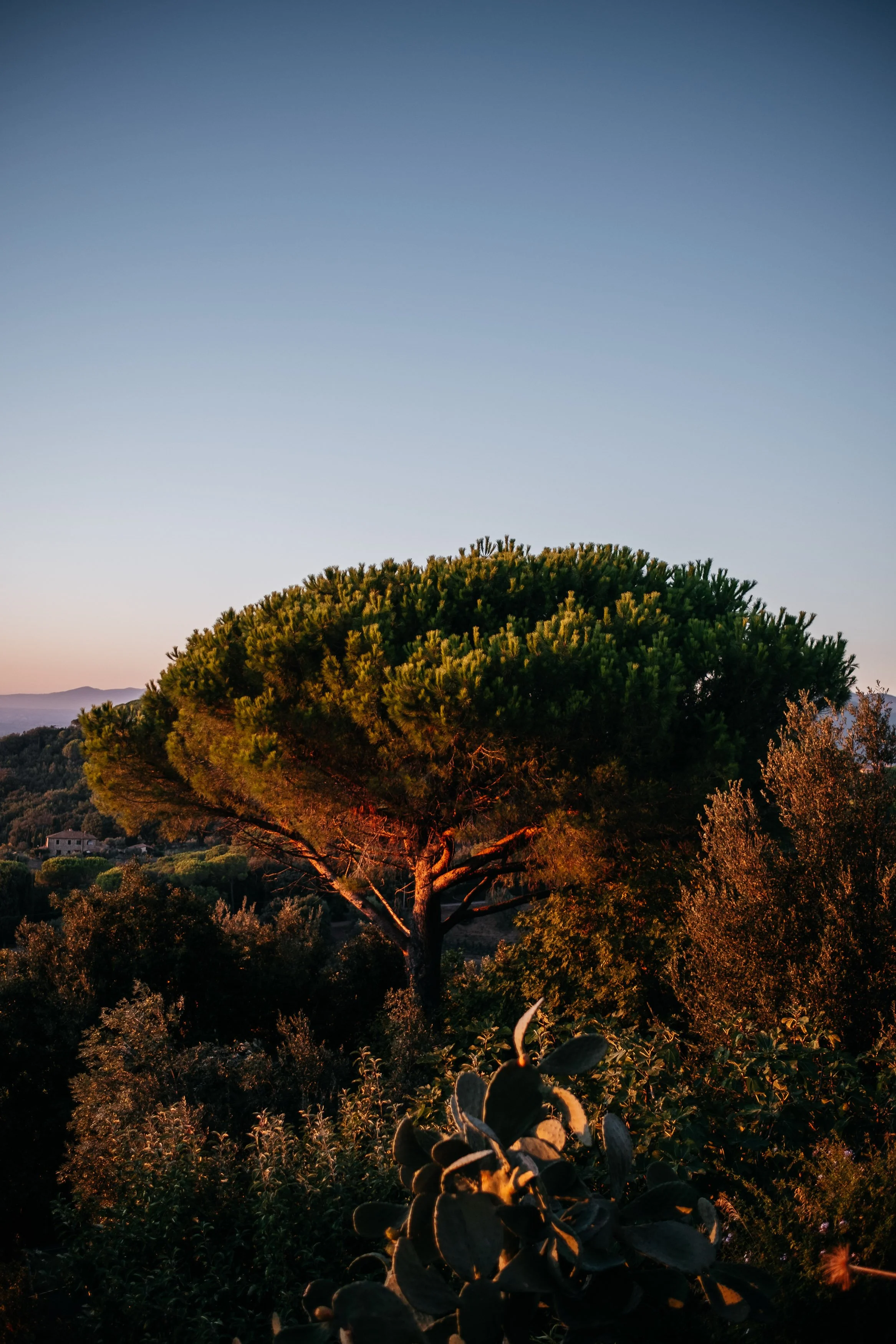 Florian-Rieder-Brandframe-Monestevole-Terra-Pinea-80.jpg