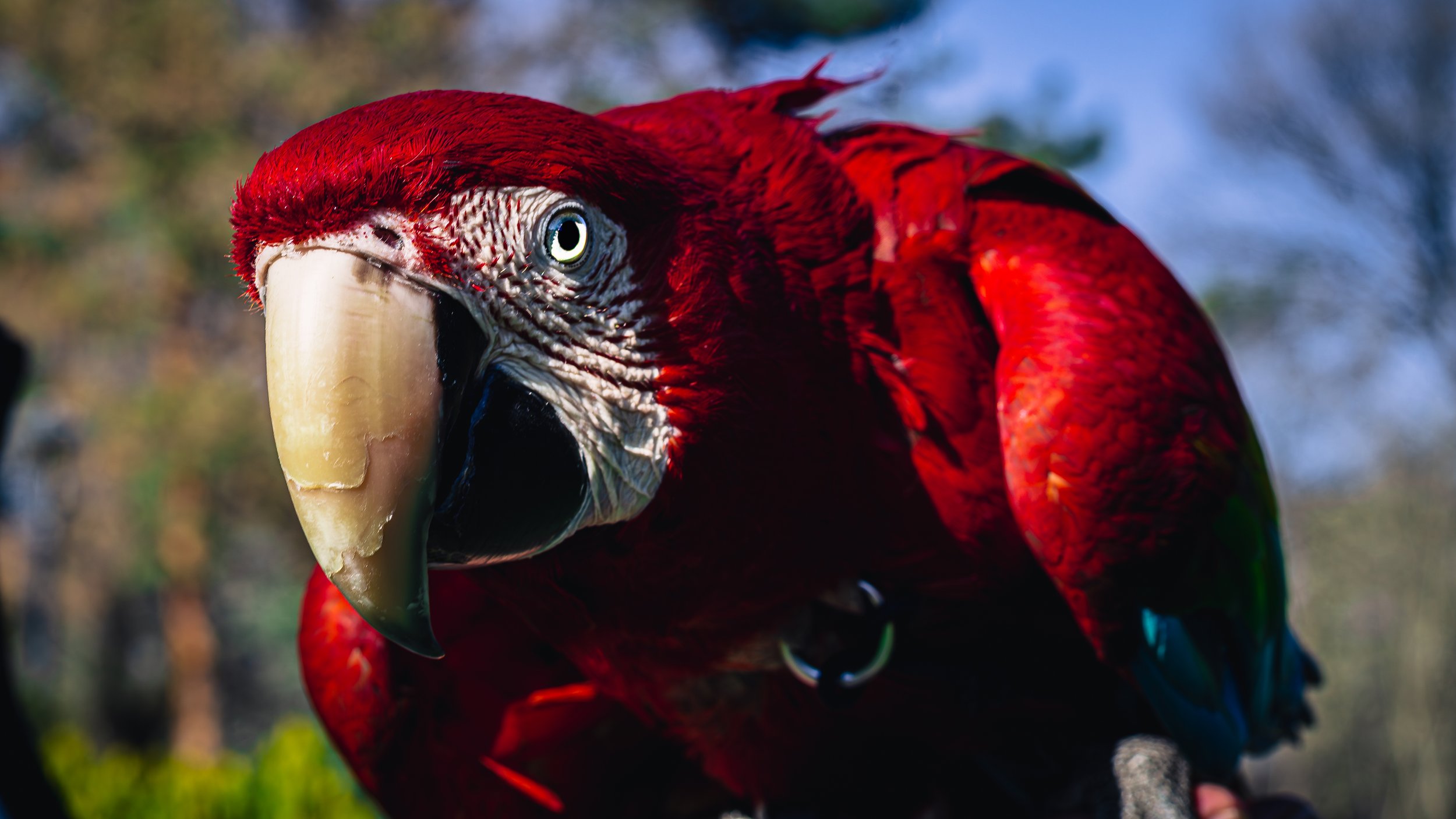 Macaw-4.JPG