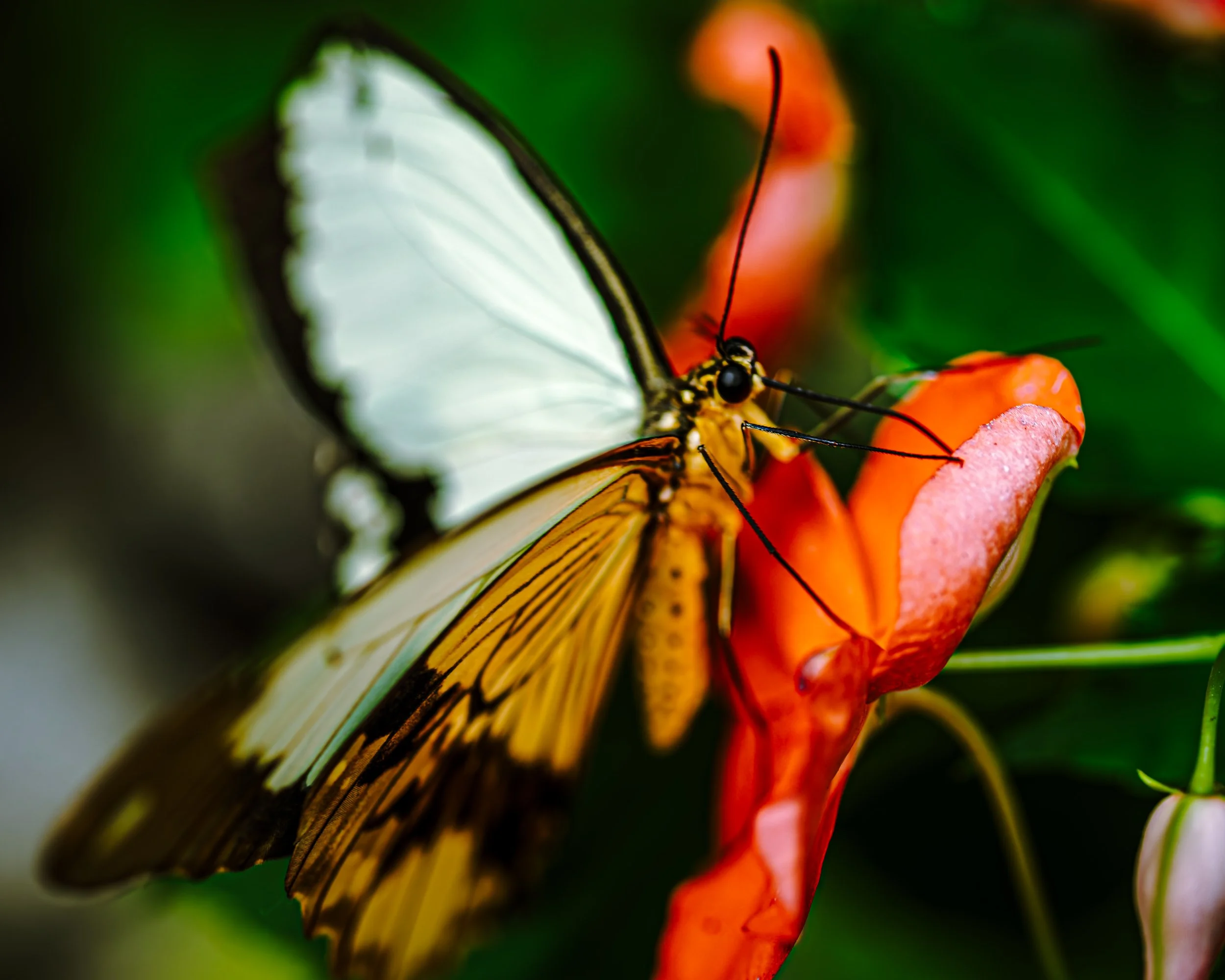 Butterfly-4.JPG