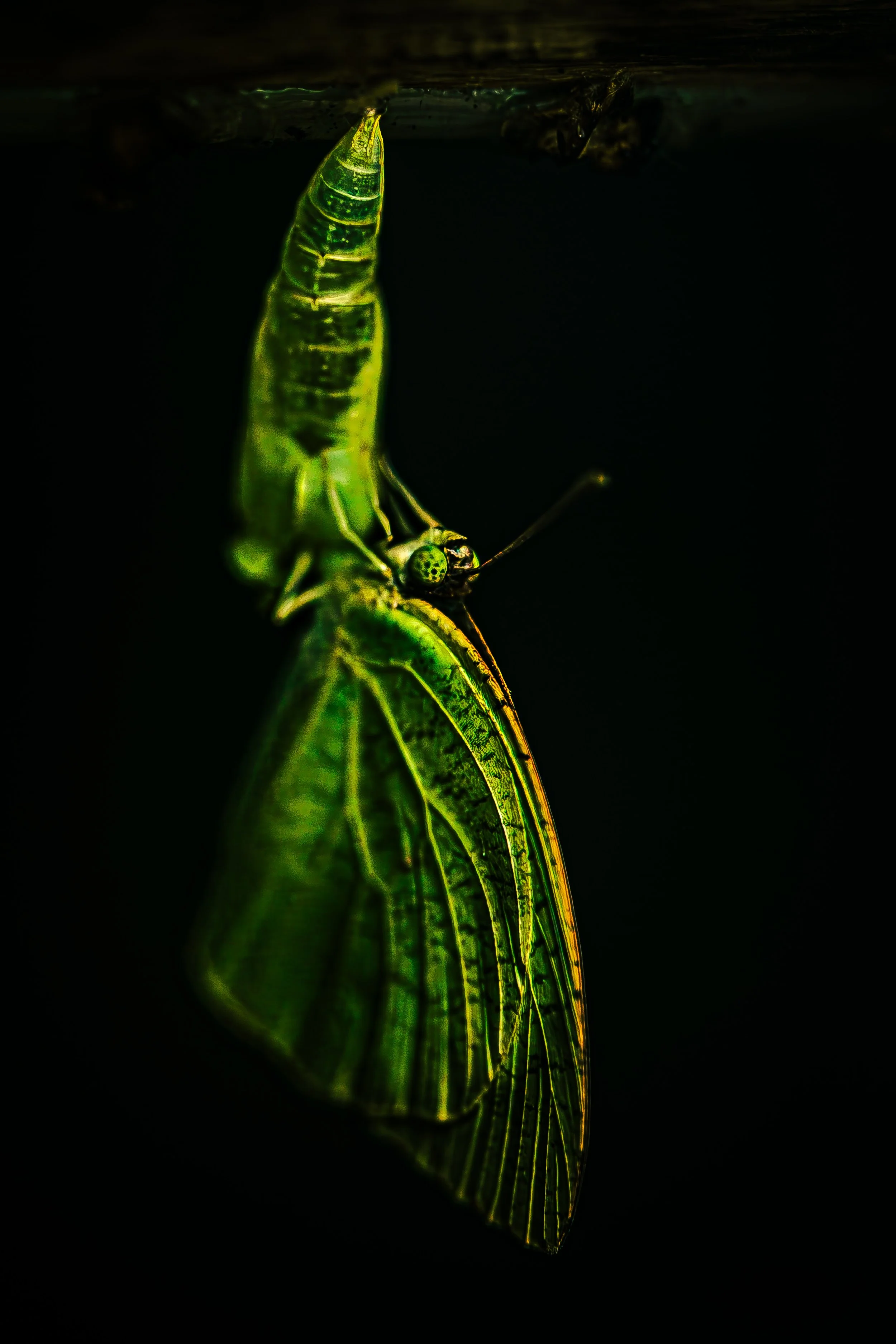 Butterfly-16.JPG