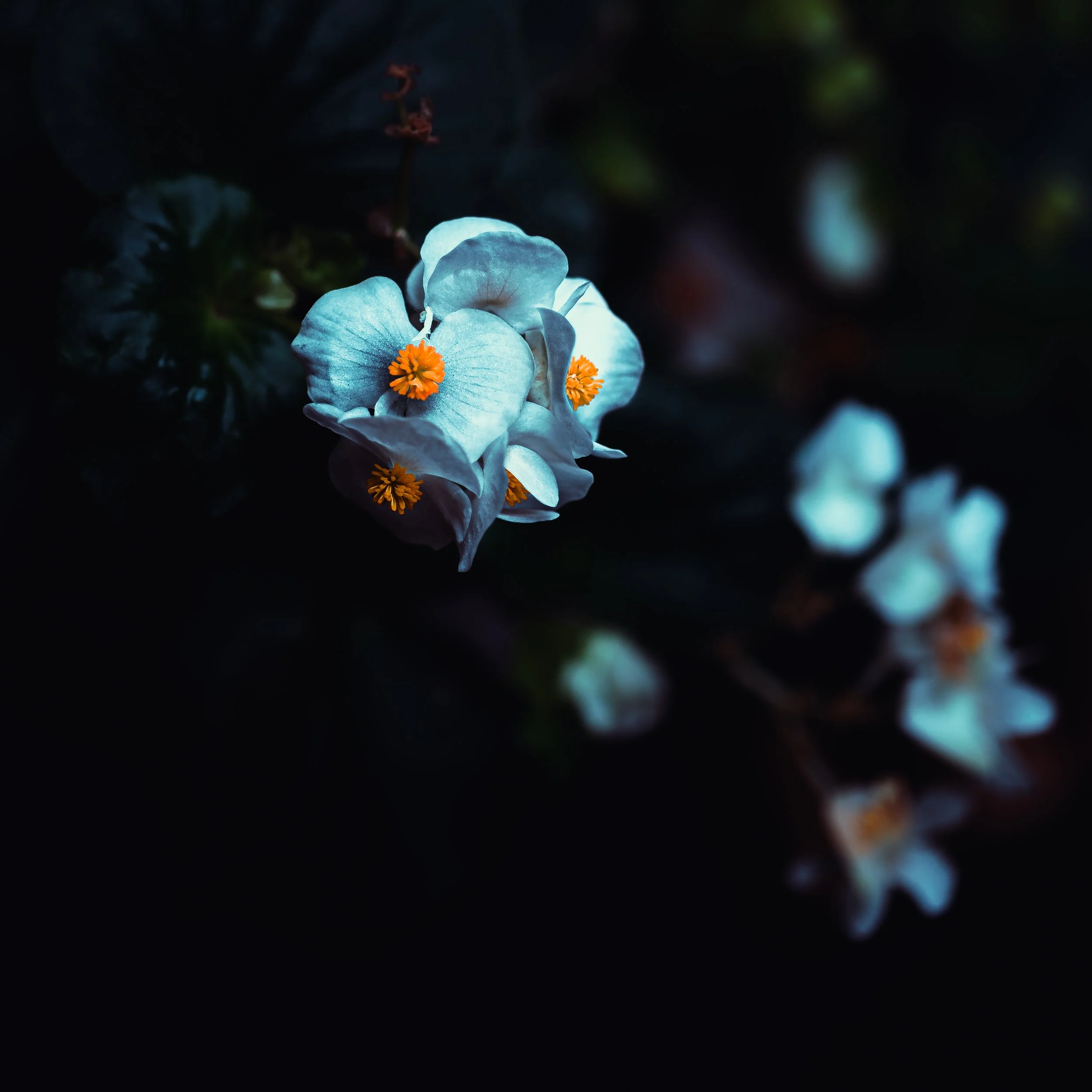 La Belle Epoque-2.JPG