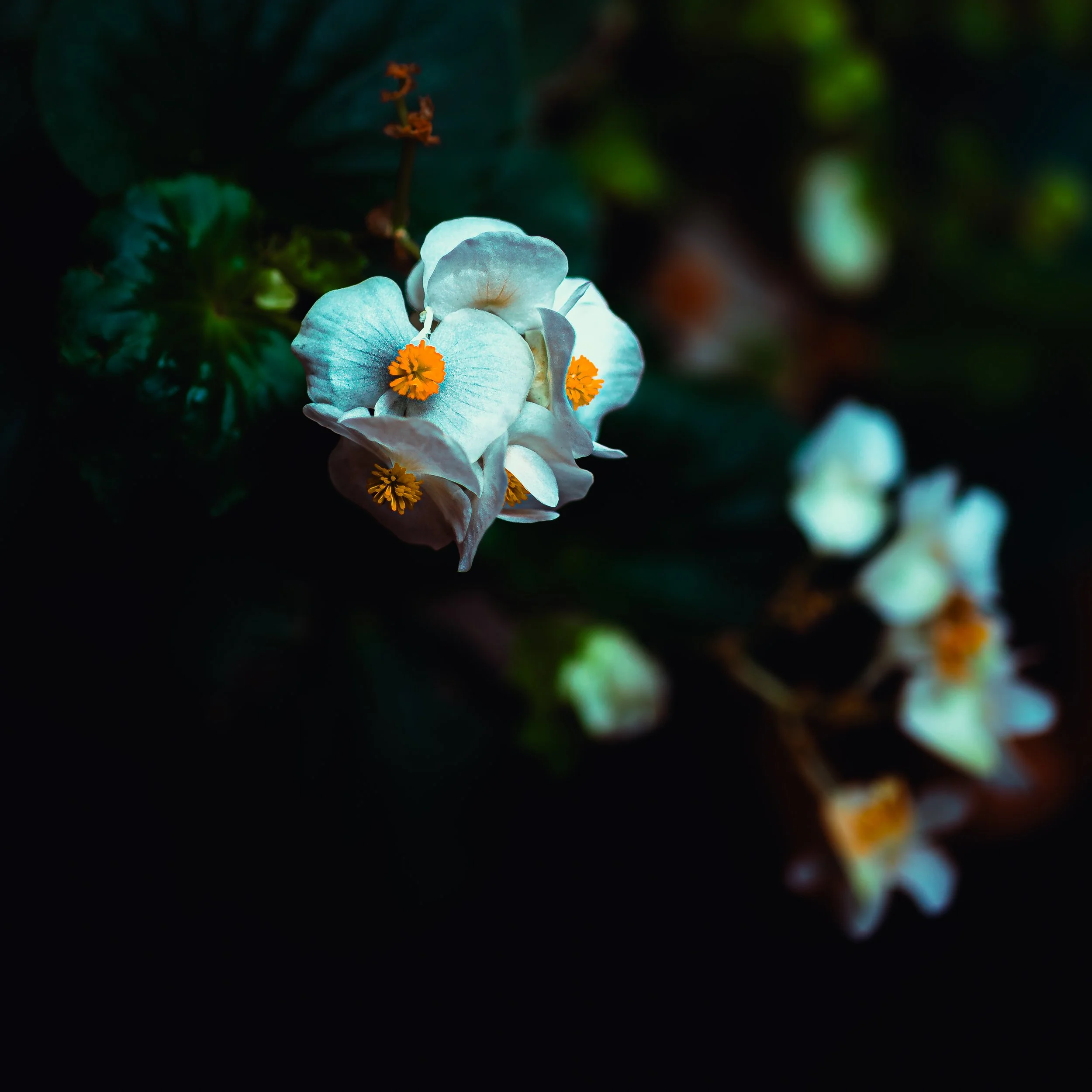 La Belle Epoque-1.JPG