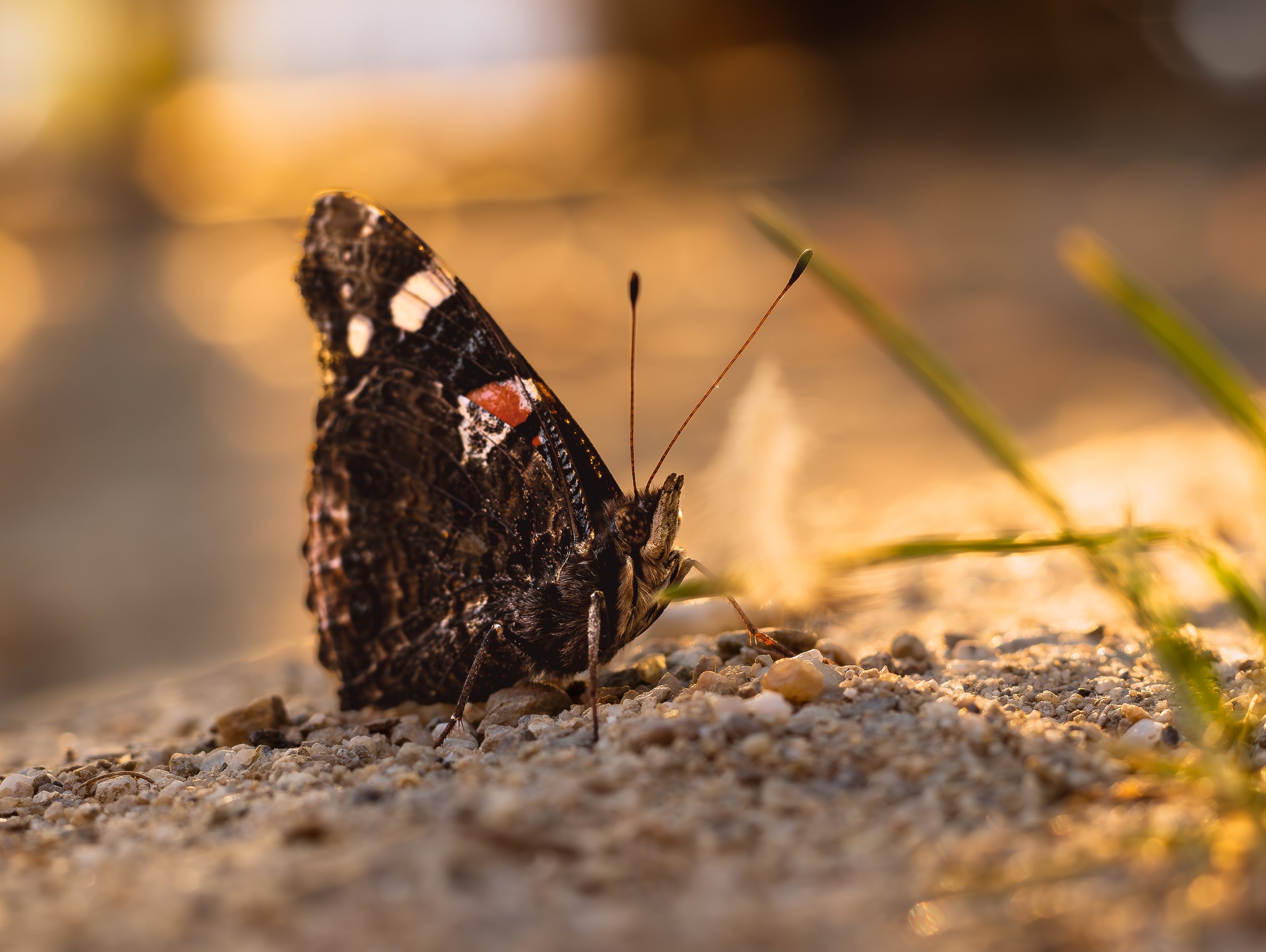 Red admiral 0.jpg