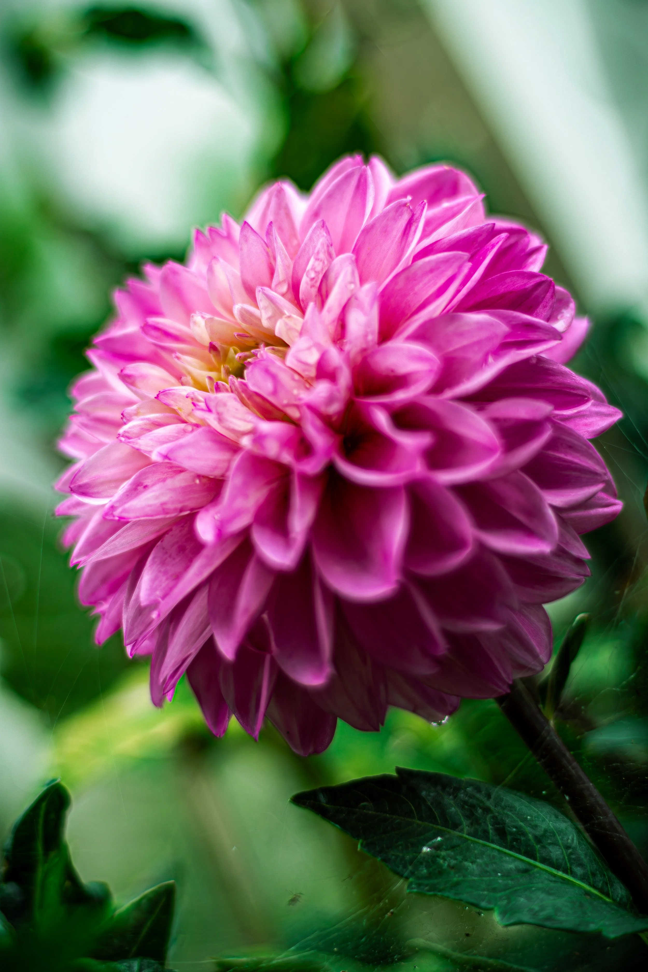 Dream Dahlia.jpg