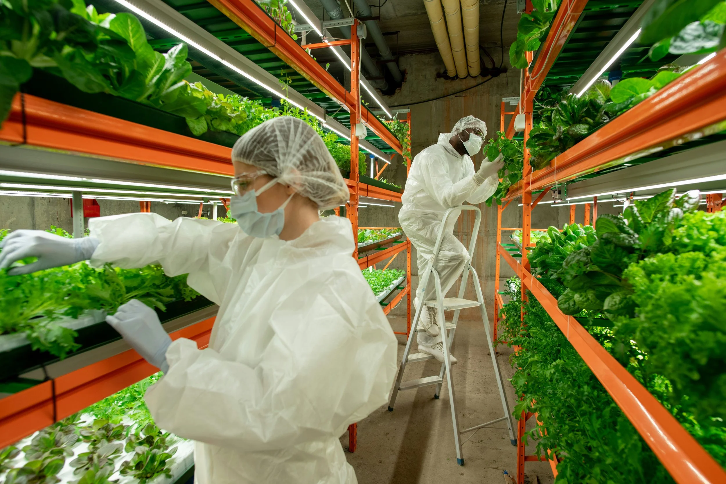 Deux personnes en vêtements de protection, masque et charlotte, travaillent dans une ferme intérieure hydroponique avec des étagères de plantes vertes.