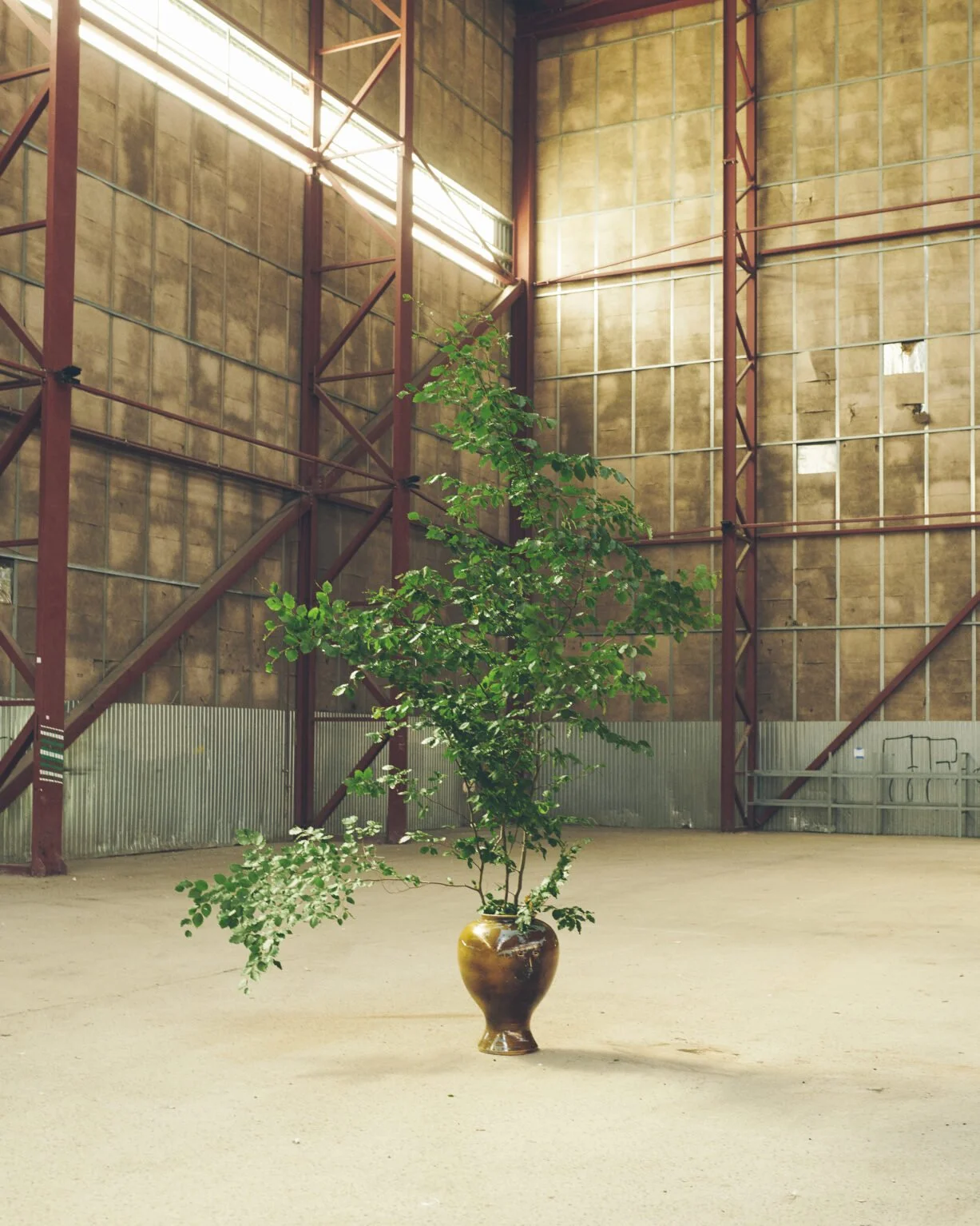 Large plant in a brown vase placed inside an empty industrial warehouse with red metal beams and tall textured walls.