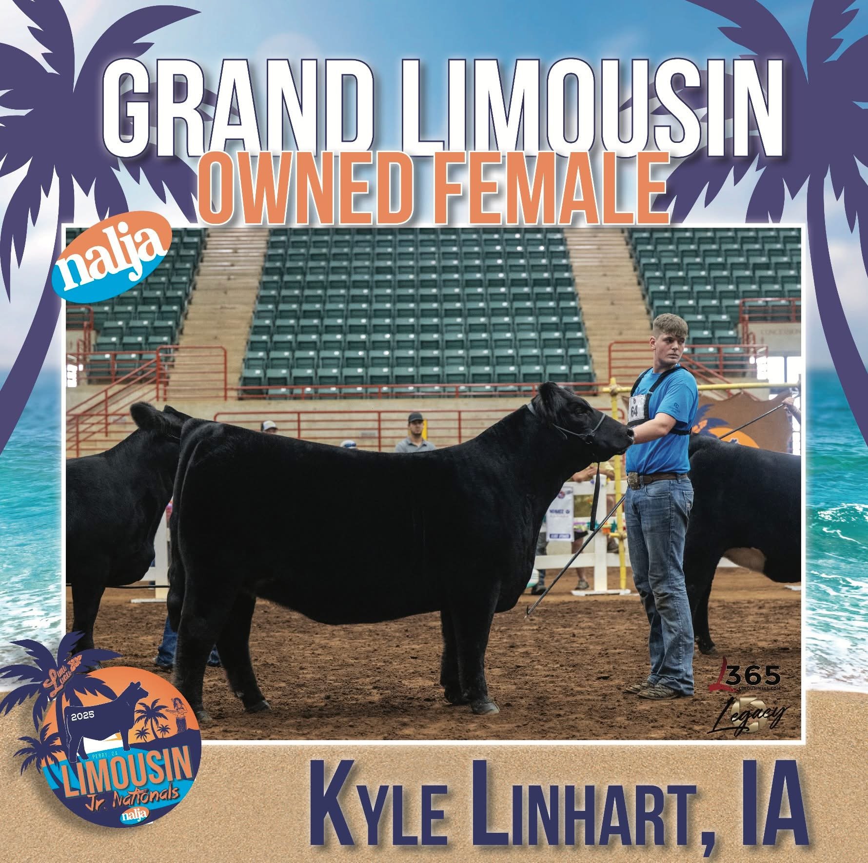 Developed for the North American Limousin Foundation - Grand Limousin Owned Female Graphic
