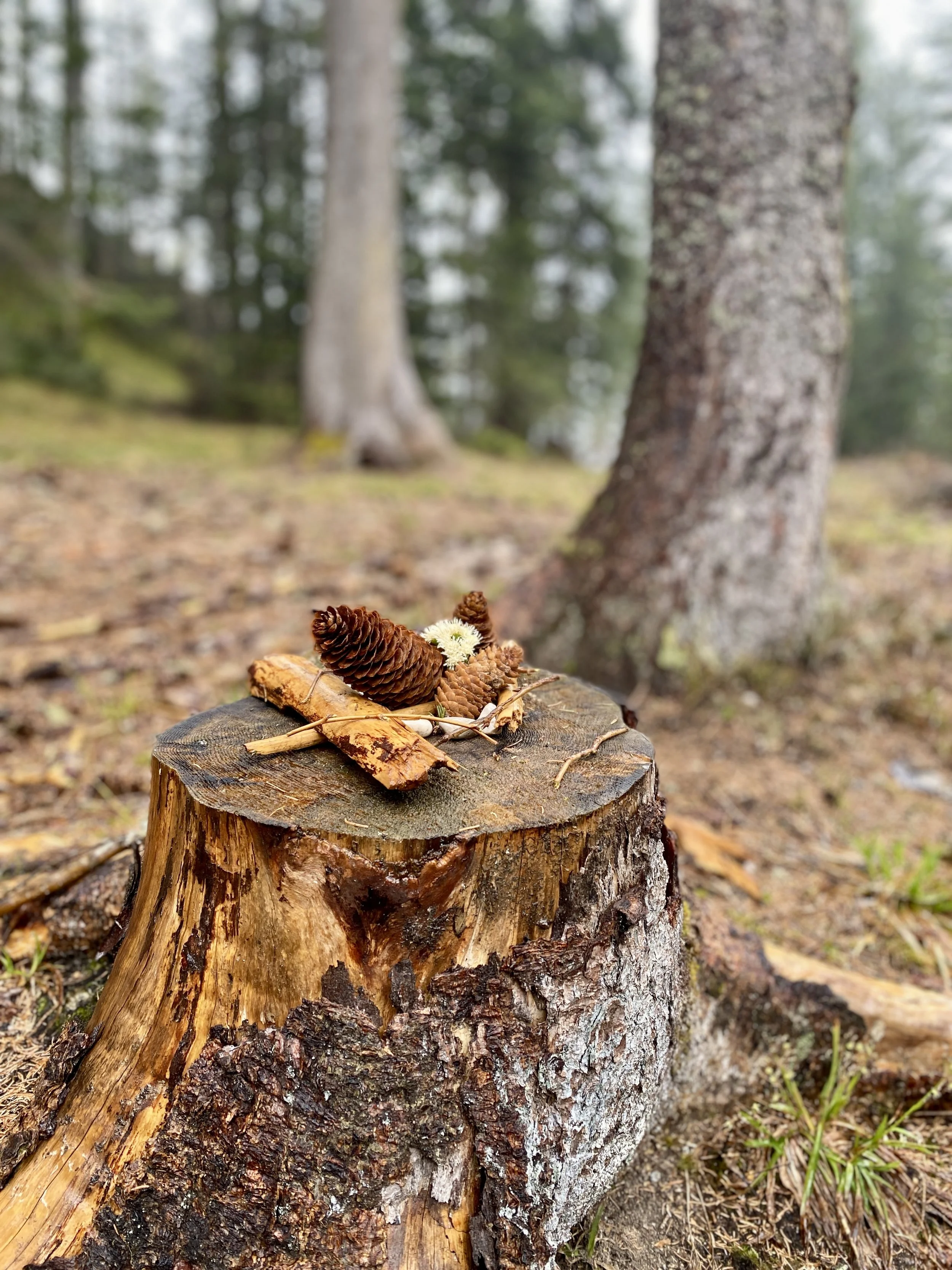Tronco d'albero con pigne, corteccia e piccoli fiori in un bosco.