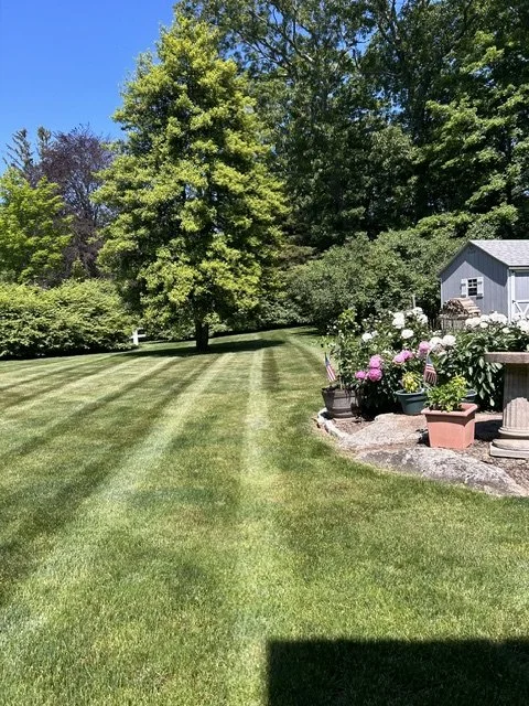 Well-maintained backyard with freshly mowed green grass, a large lush tree, blooming hydrangeas in pots, and a gray shed in the background under a clear blue sky.