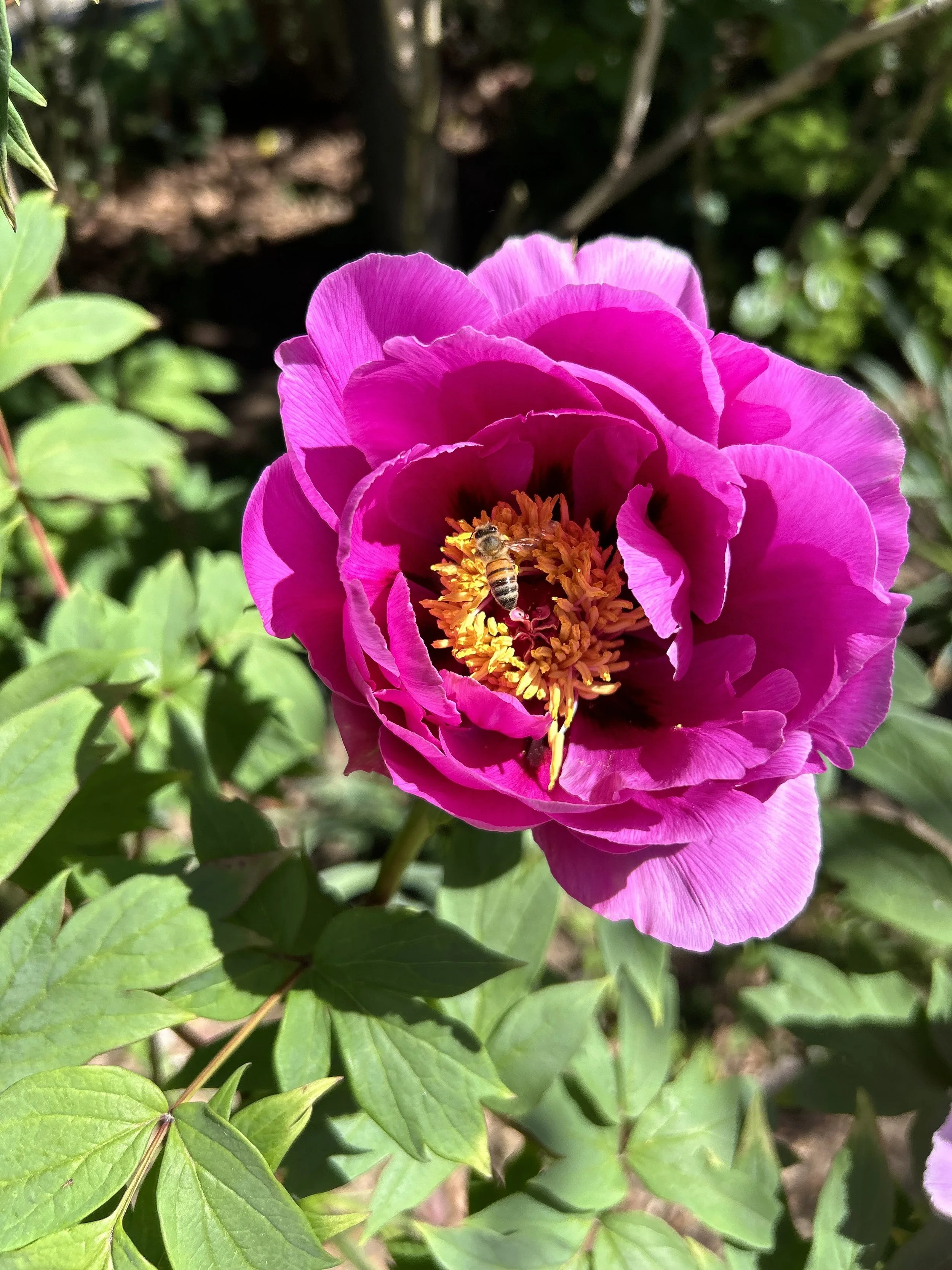 Close-up of a bright pink peony flower with a bee collecting nectar on the yellow center. Green leaves surround the flower, with sunlight illuminating the scene.