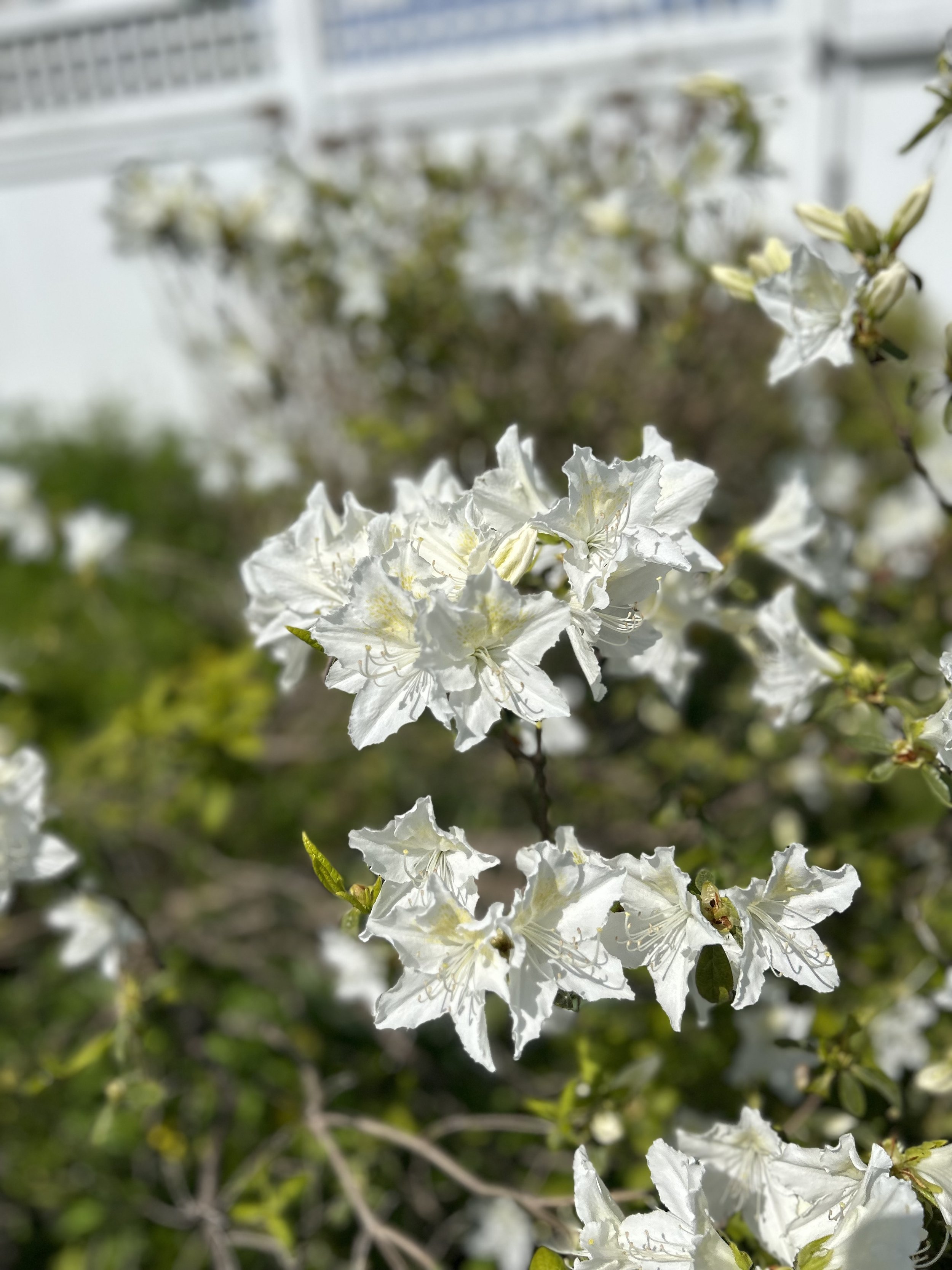 Close-up of white azalea flowers blooming on a shrub with a blurred background of greenery and a white building.