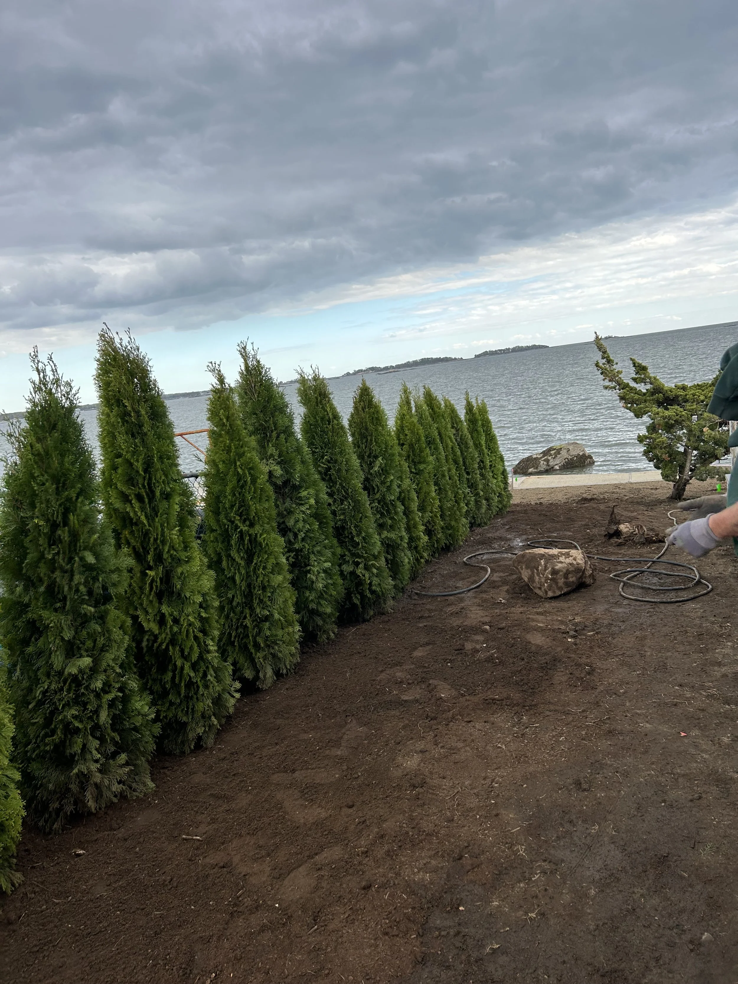 Shrub and Tree Planting