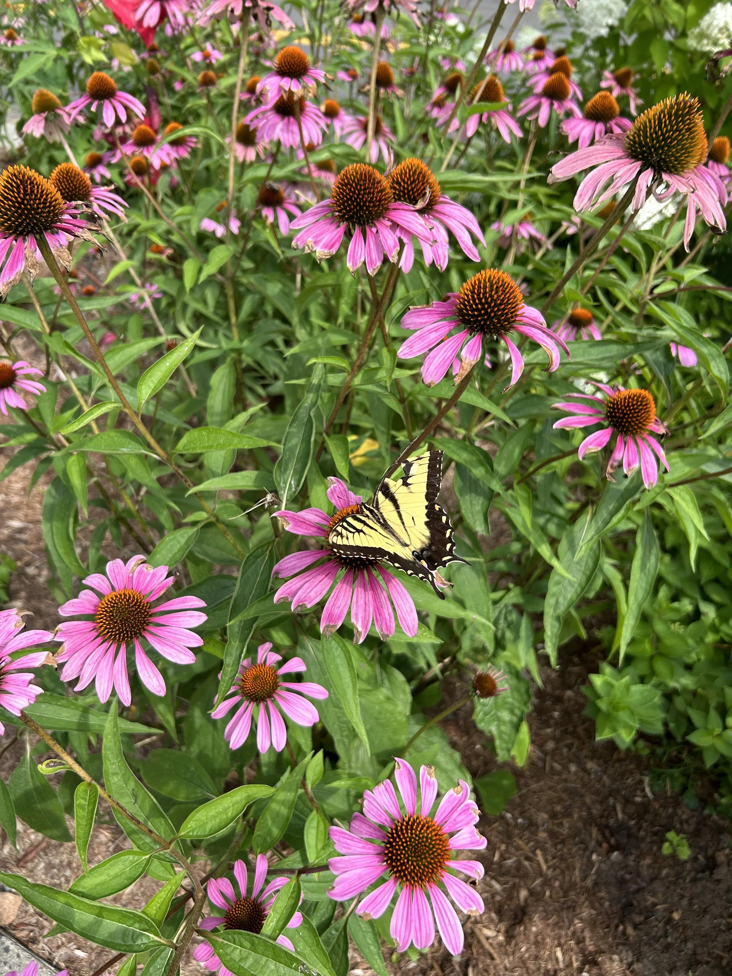 Pink coneflowers with orange centers in a garden bed, a yellow and black swallowtail butterfly perched on one of the flowers.