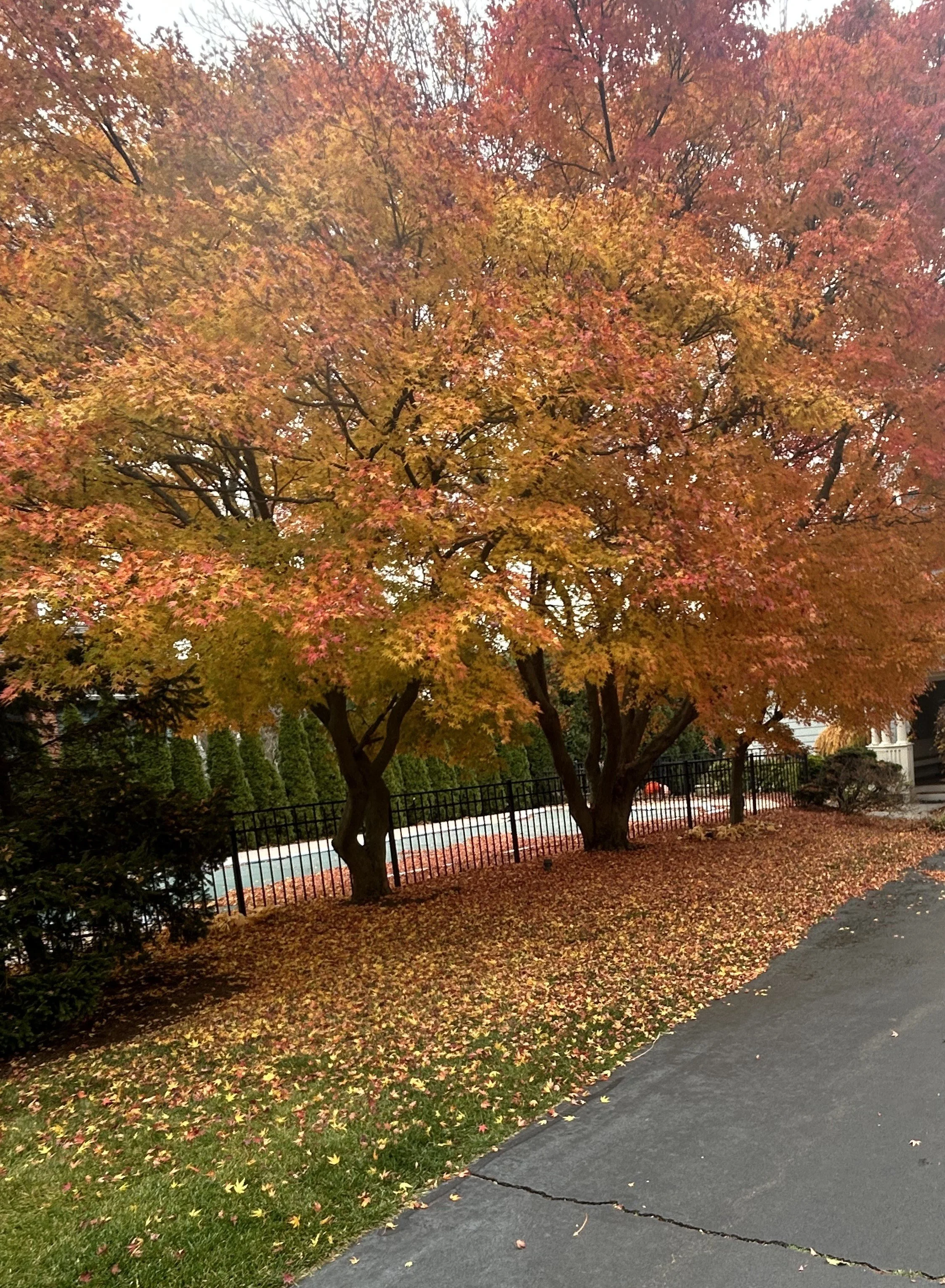 Spring/Fall Cleanups