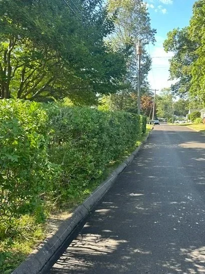 Hedge Trimming