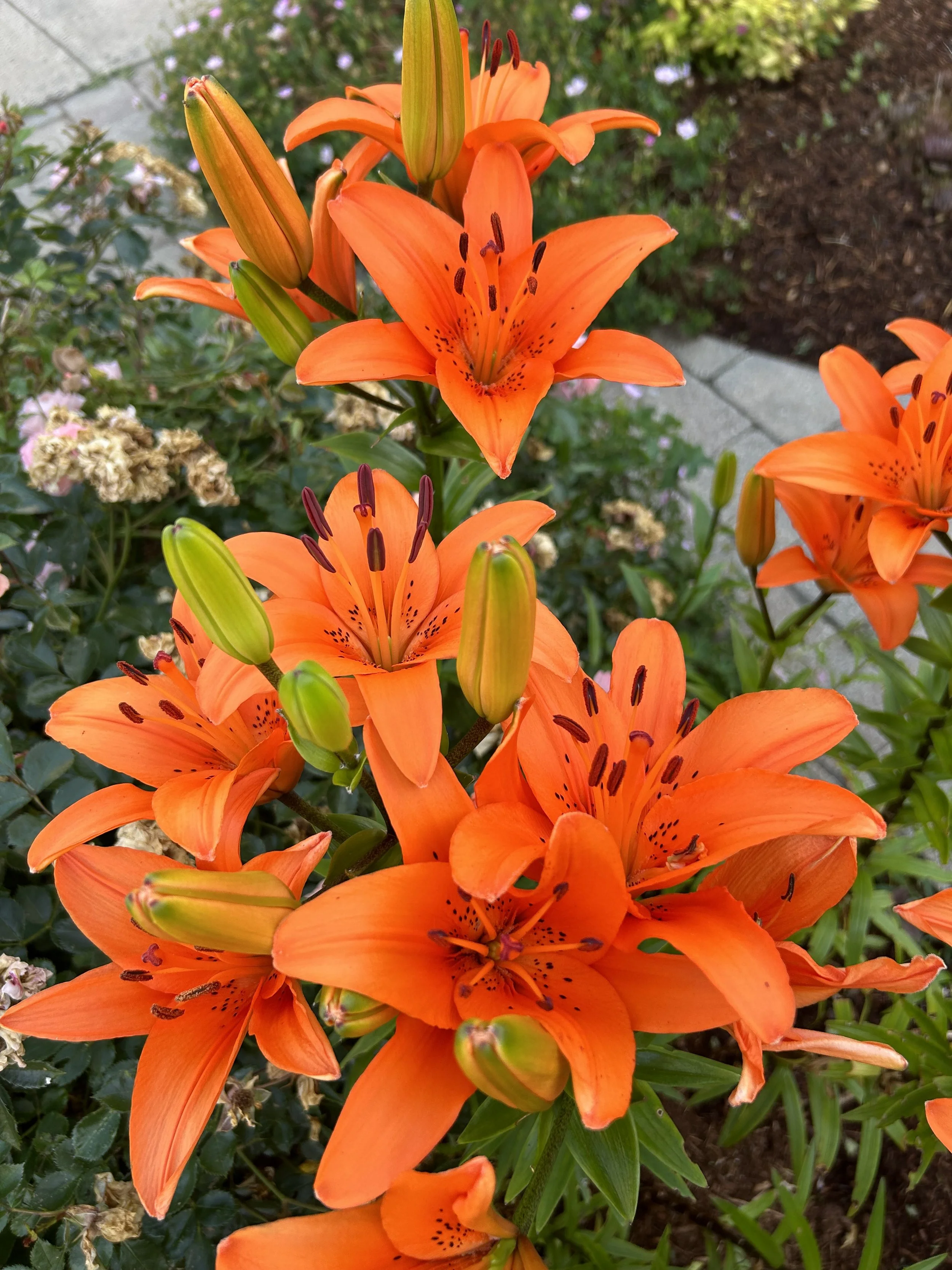 Bright orange lilies in full bloom with some buds and green leaves in a garden.