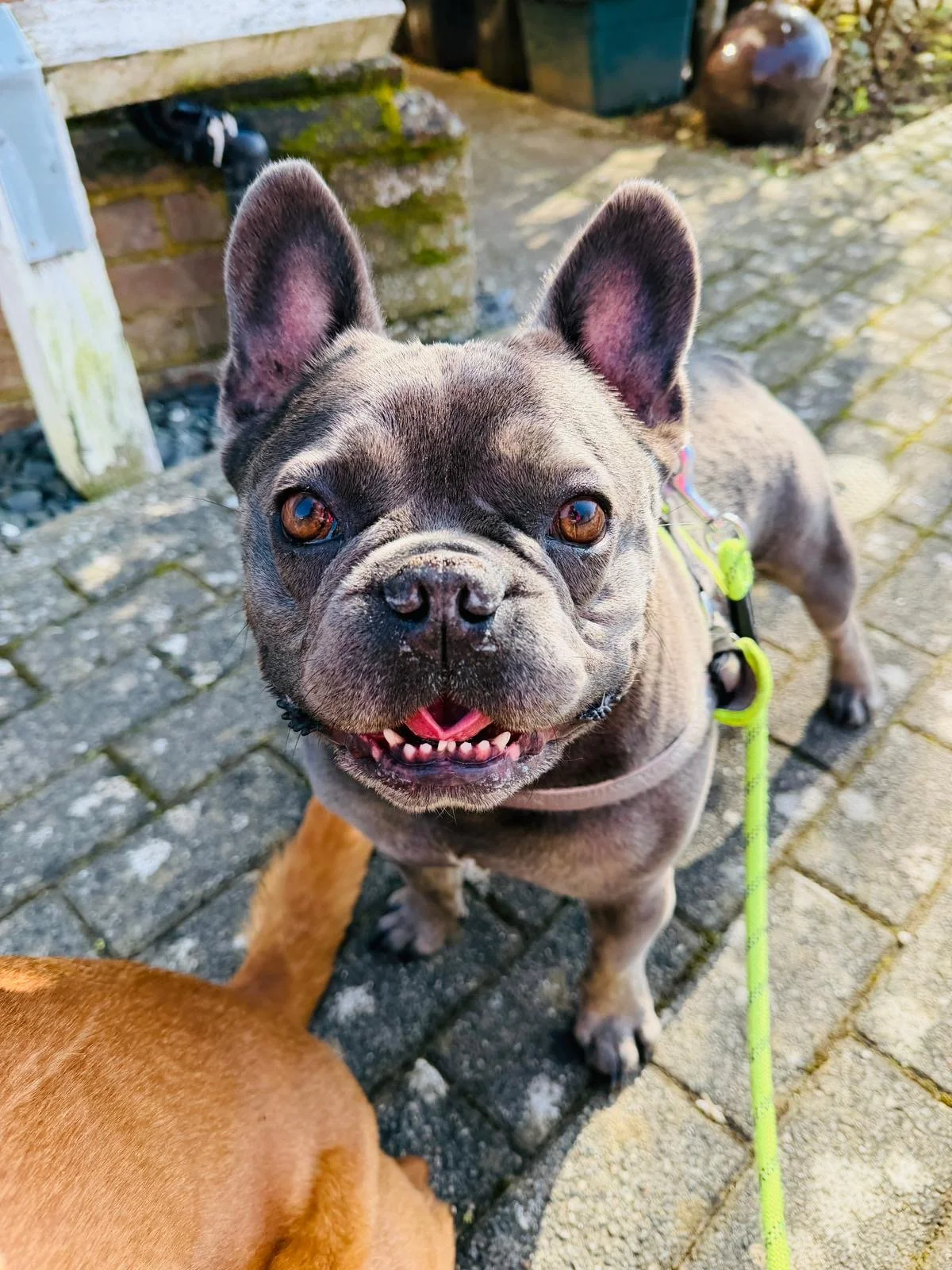 dog sitter affordable for multiple dogs near me