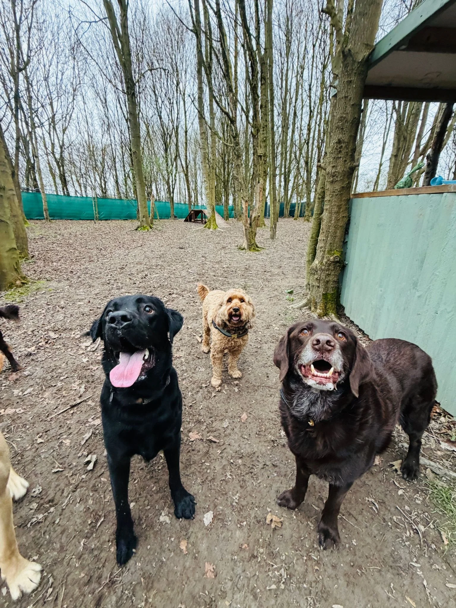 insured dog walker in kings hill. dbs checked businesses near me. dog sitting services kings hill