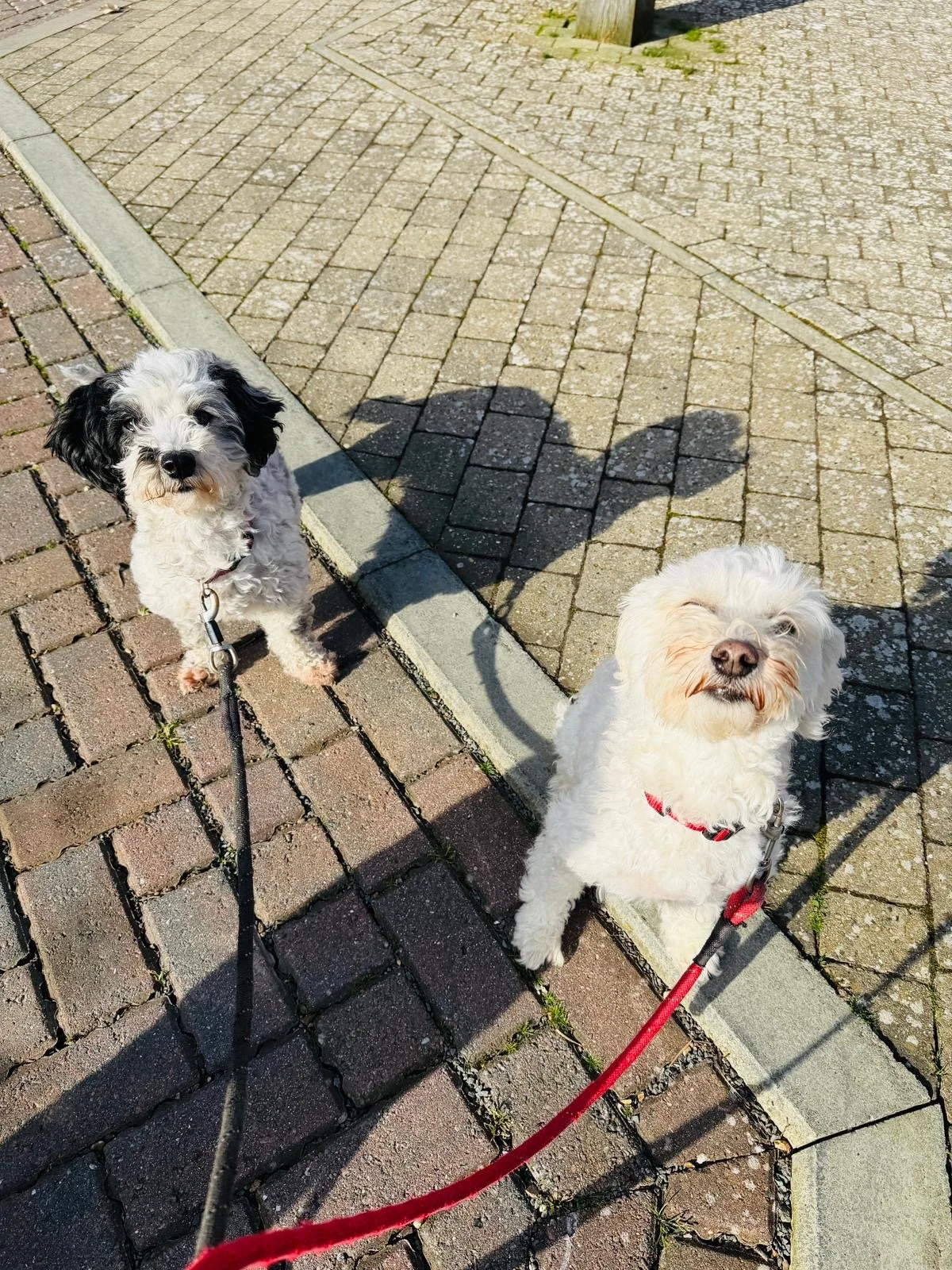Two small dogs sitting on a paved sidewalk with their leashes, one with black and white fur and the other with white fur, casting shadows on the ground in sunlight.