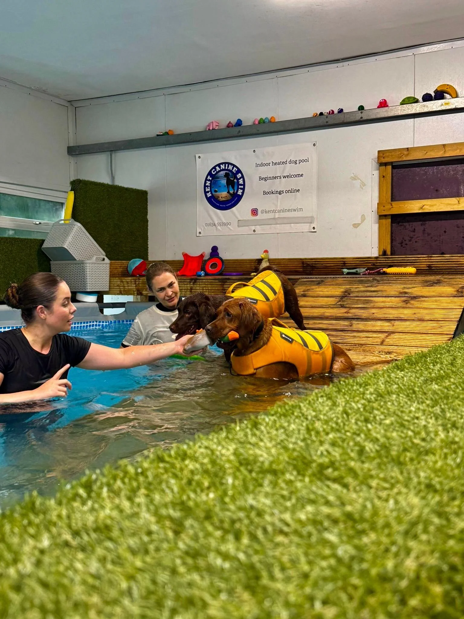 Two women training dogs in an indoor heated dog pool, with dogs wearing yellow life jackets, as part of a dog swimming class at Kent Canine Swim.