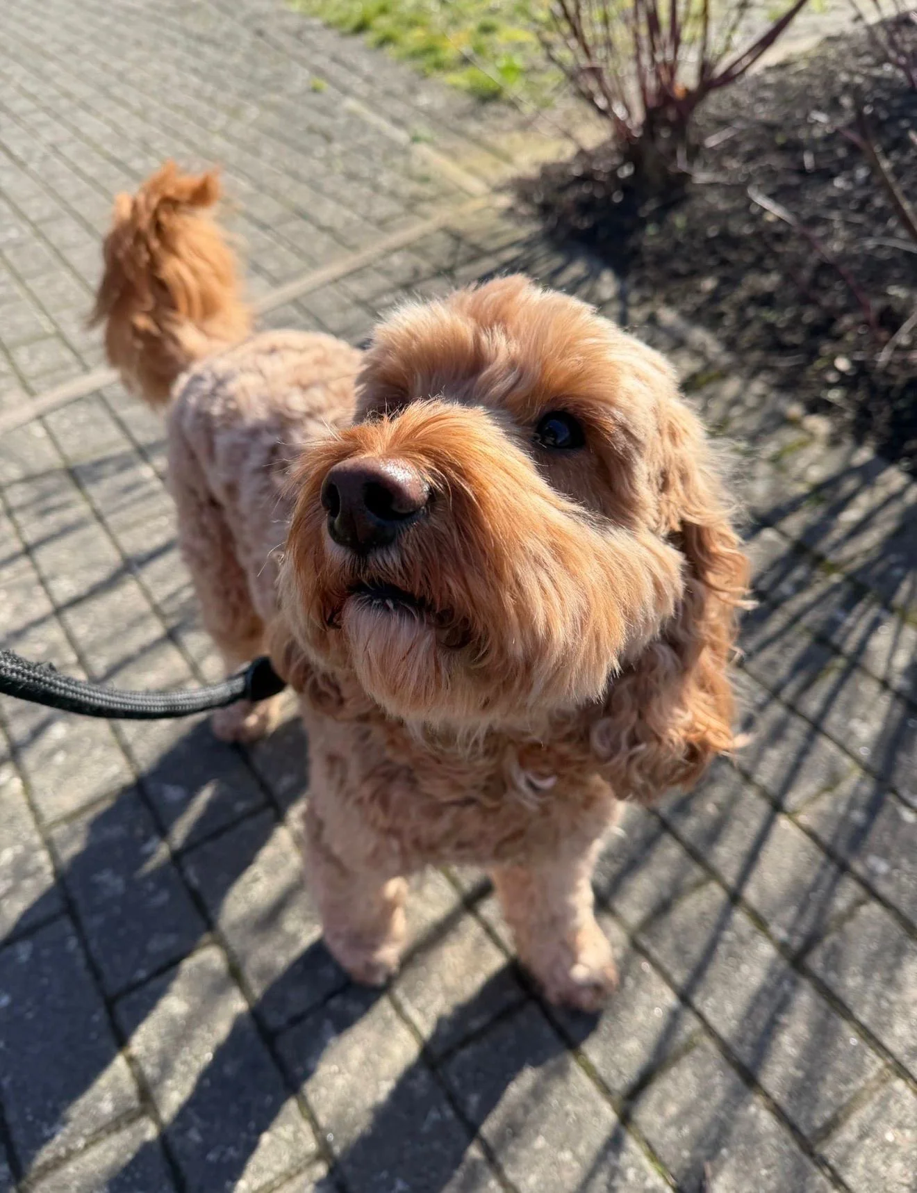 dog walker in kings hill. puppy walking kings hill. dog home visits kings hill. dog sitting maidstone