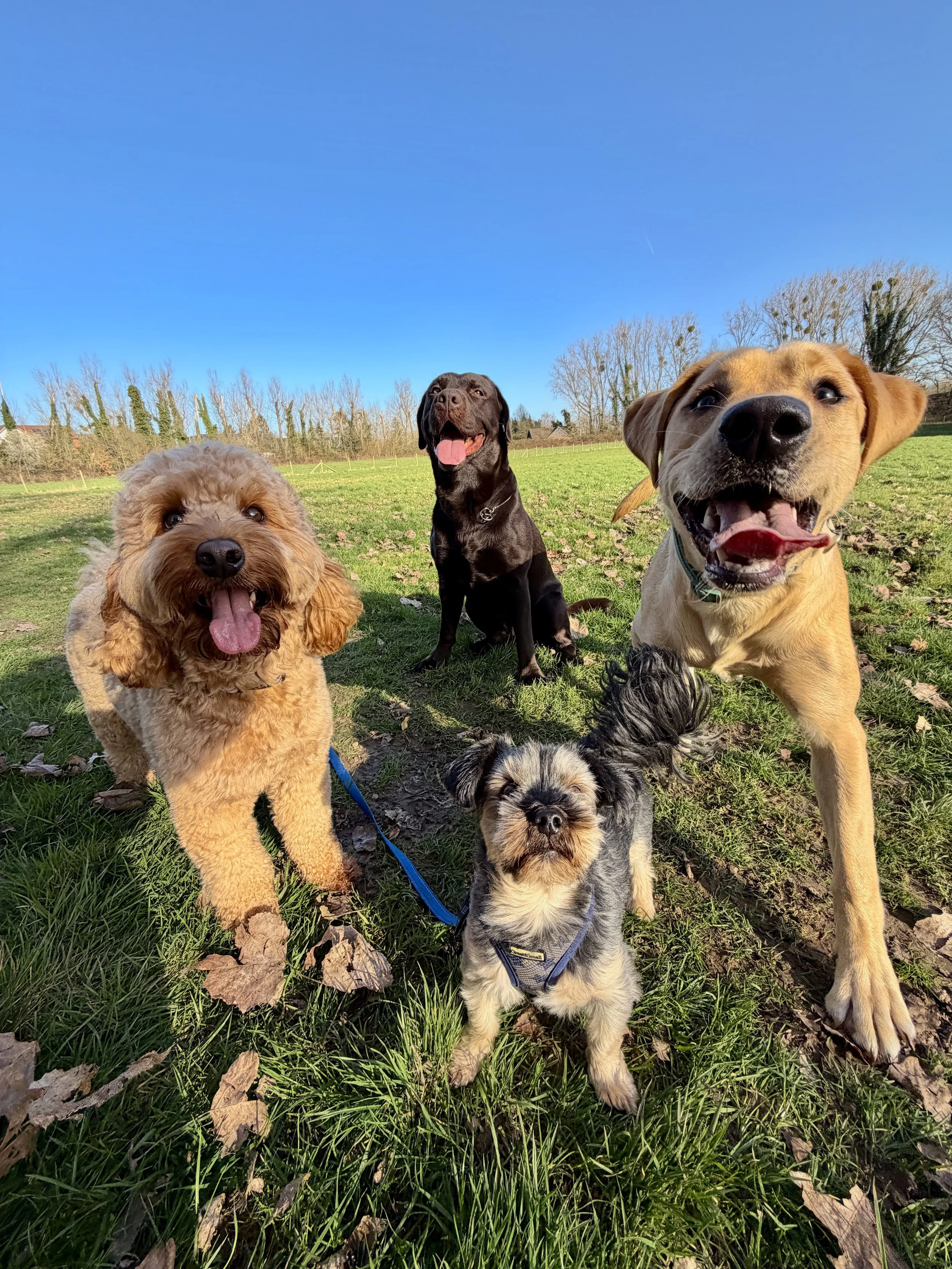 dog walker first aid trained near me kings hill. West Malling businesses.