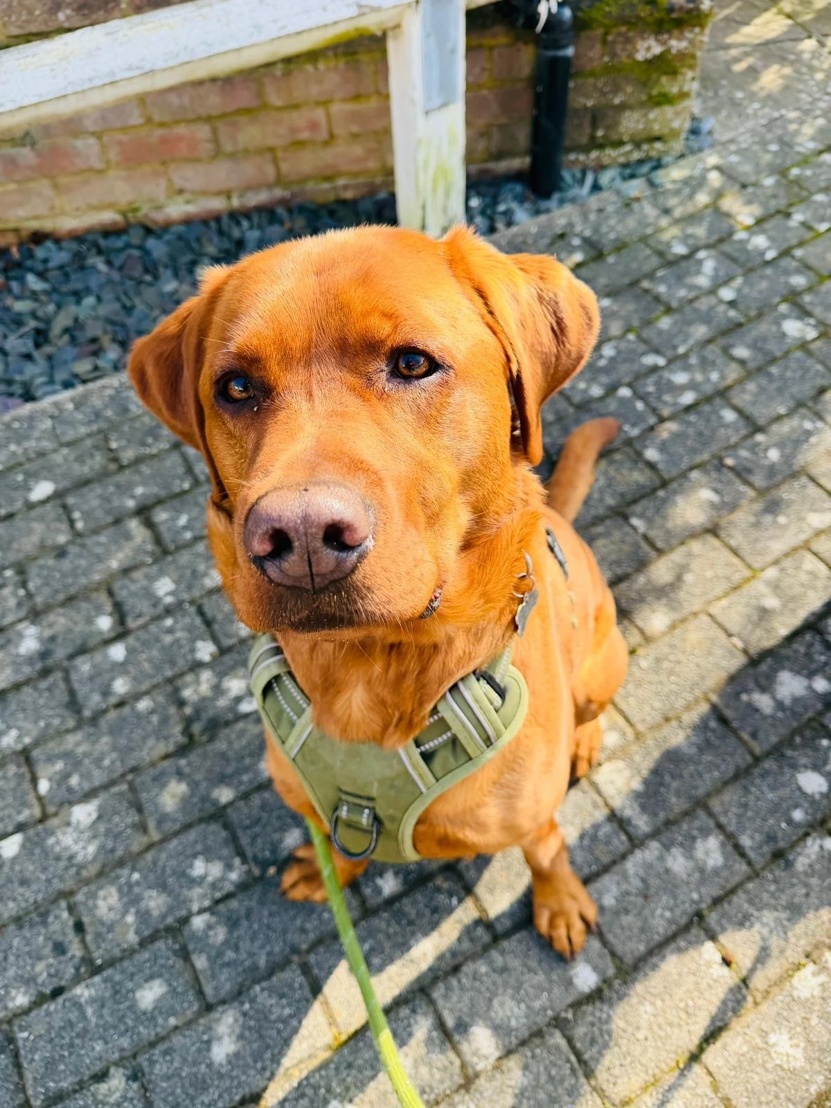 A close-up of a brown dog with a green harness, sitting on a brick pavement, looking up at the camera.